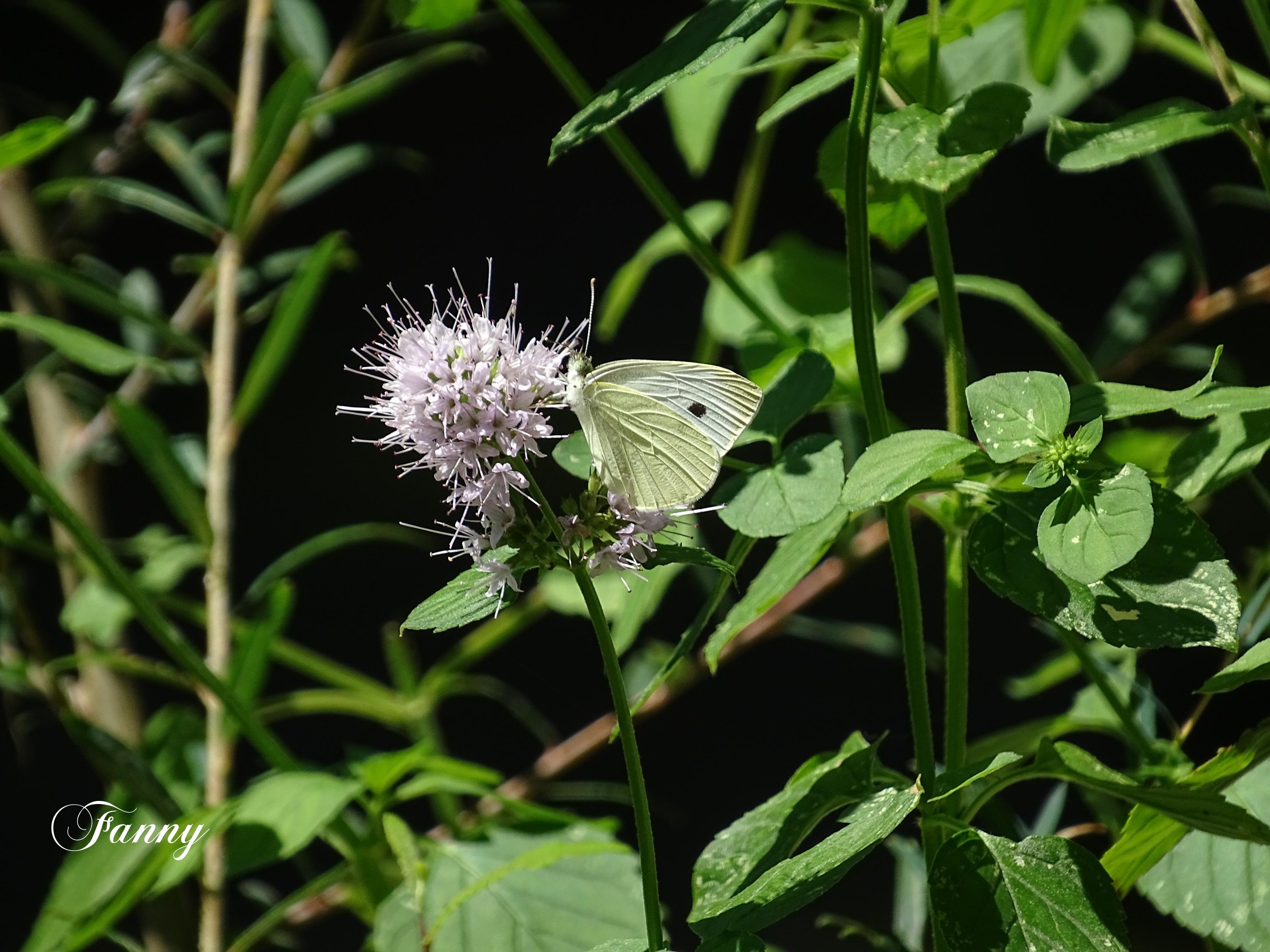 Cruzzini Papillon DSC03698 (2).jpg