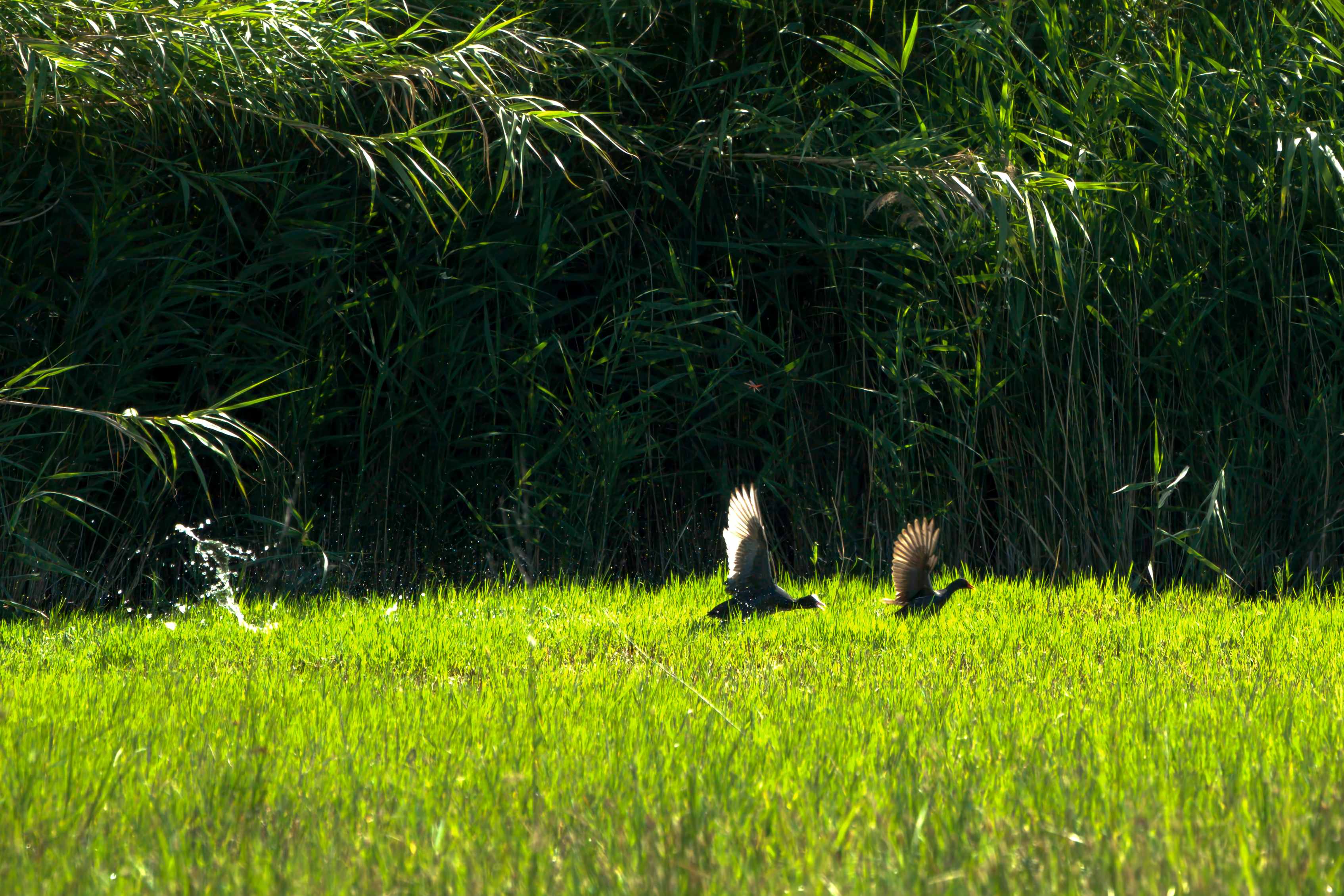 Une foulque poursuit une gallinule.jpg