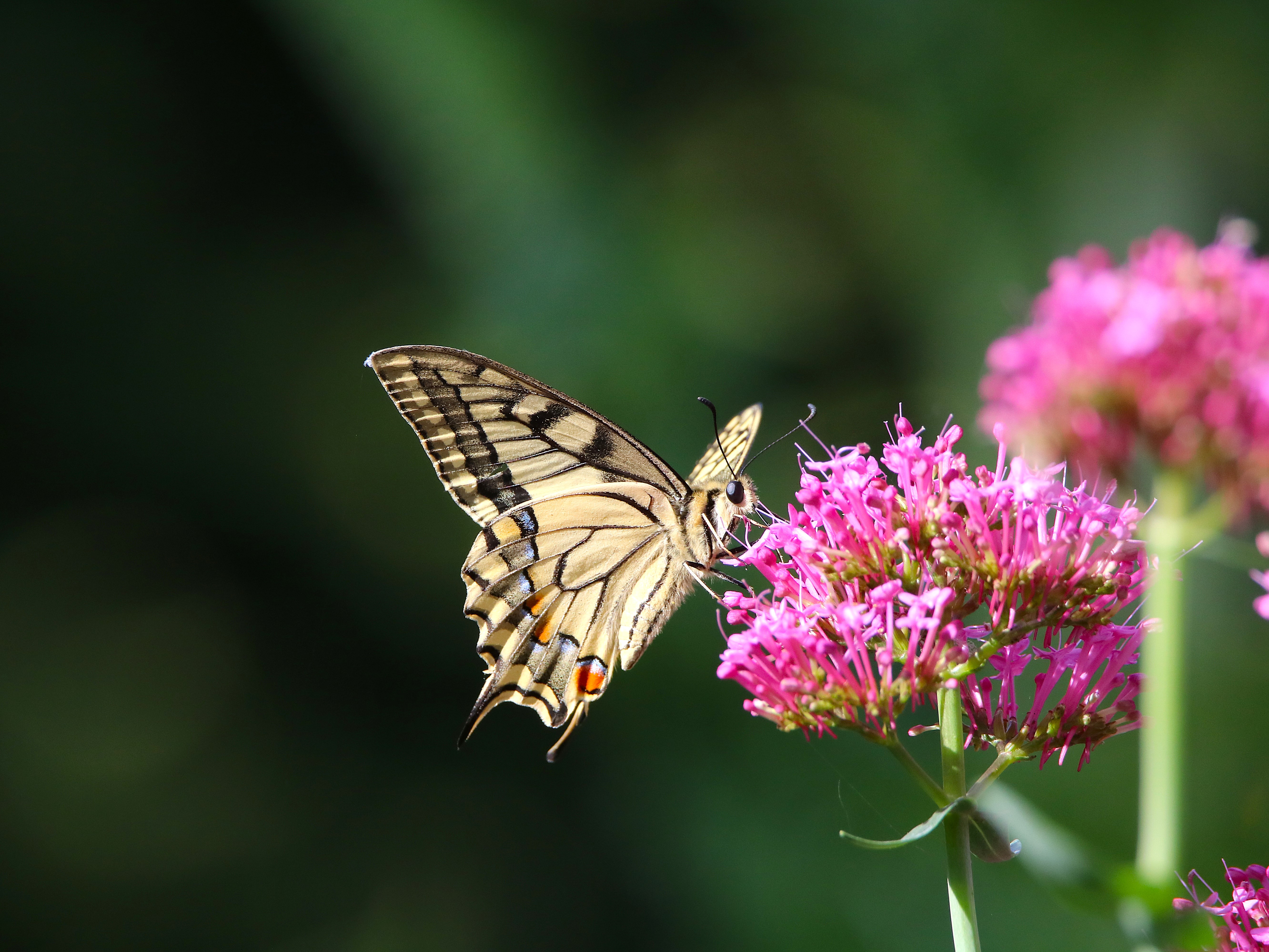 Machaon sur Valérianes Vendredi 24 Juillet 2026 (2).JPG