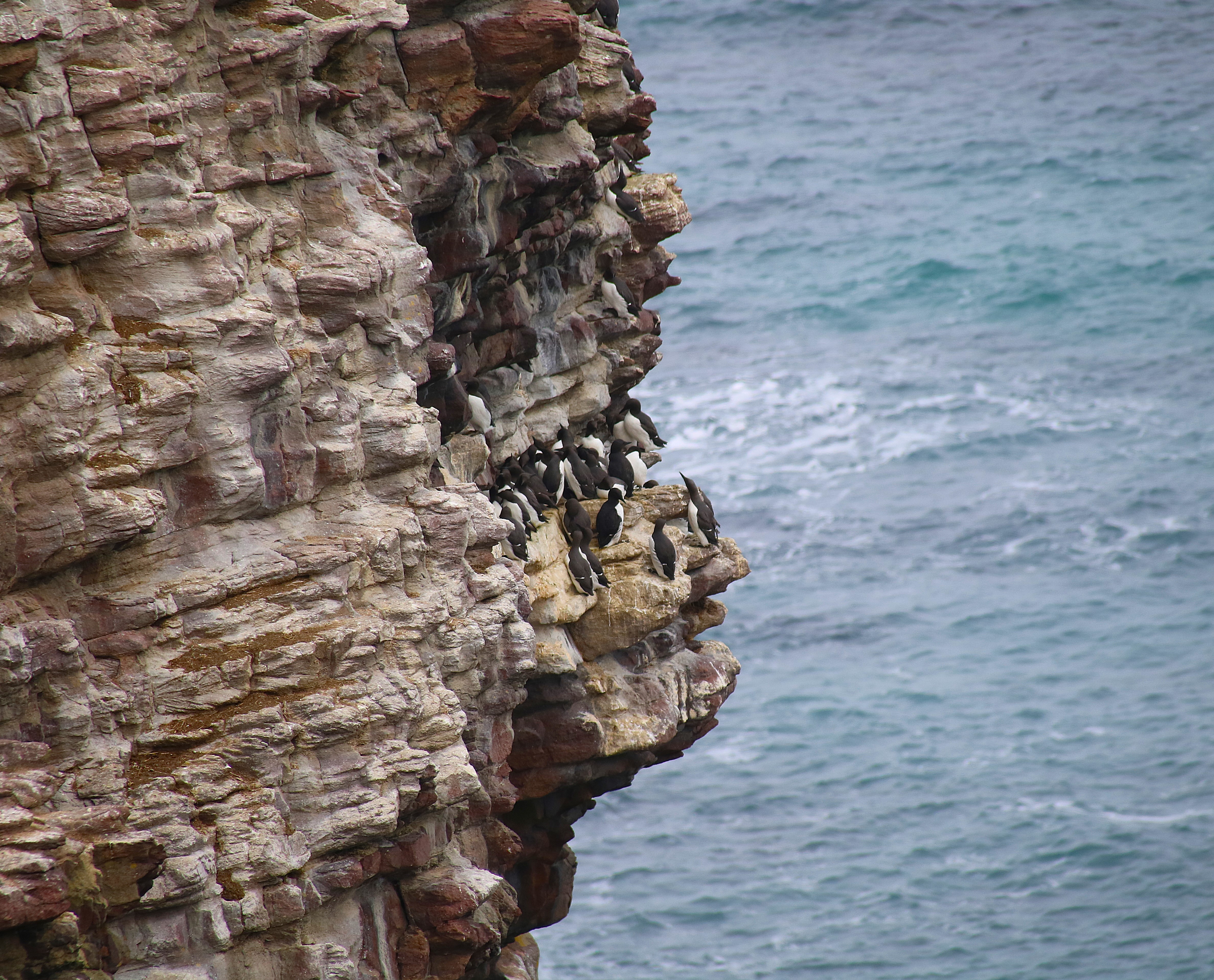 Guillemots de Troïl sur la petite Fauconnière Février 2017 (8).jpg