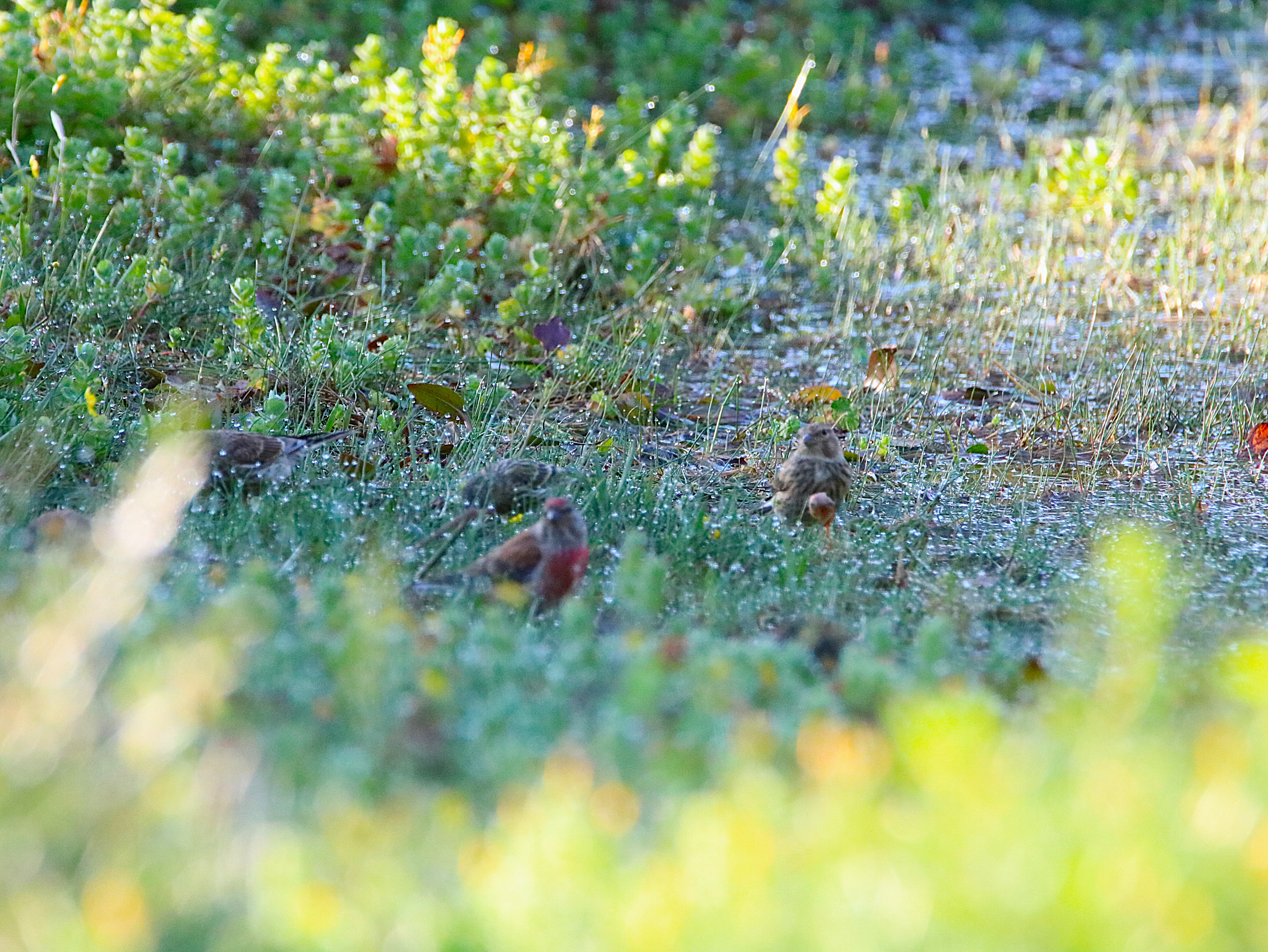 Serin cini Landes de la poterie  Vendredi 31 Juillet 2026 (2).JPG