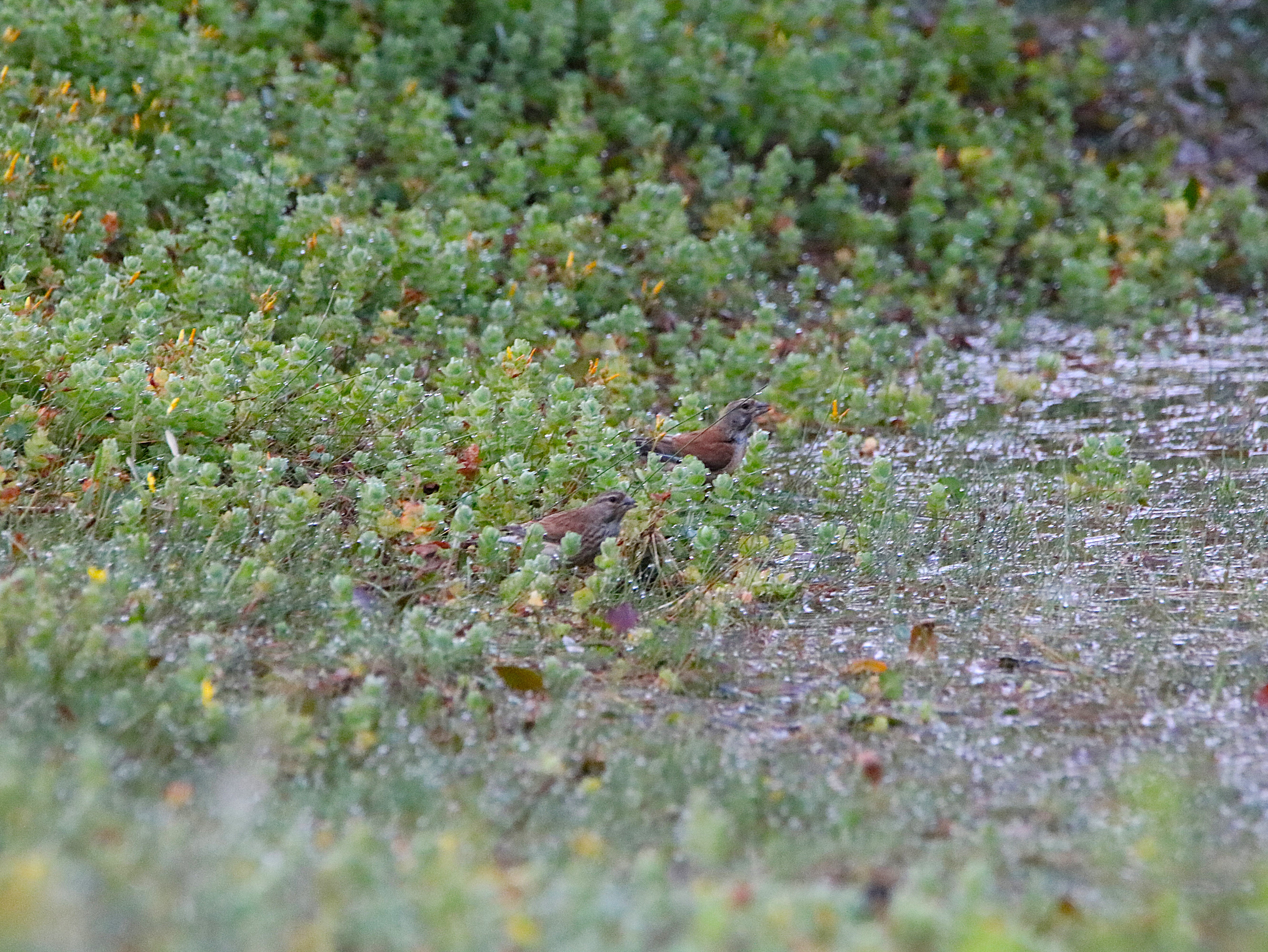 Serin cini Landes de la poterie Vendredi 31 Juillet 2026 (3).JPG