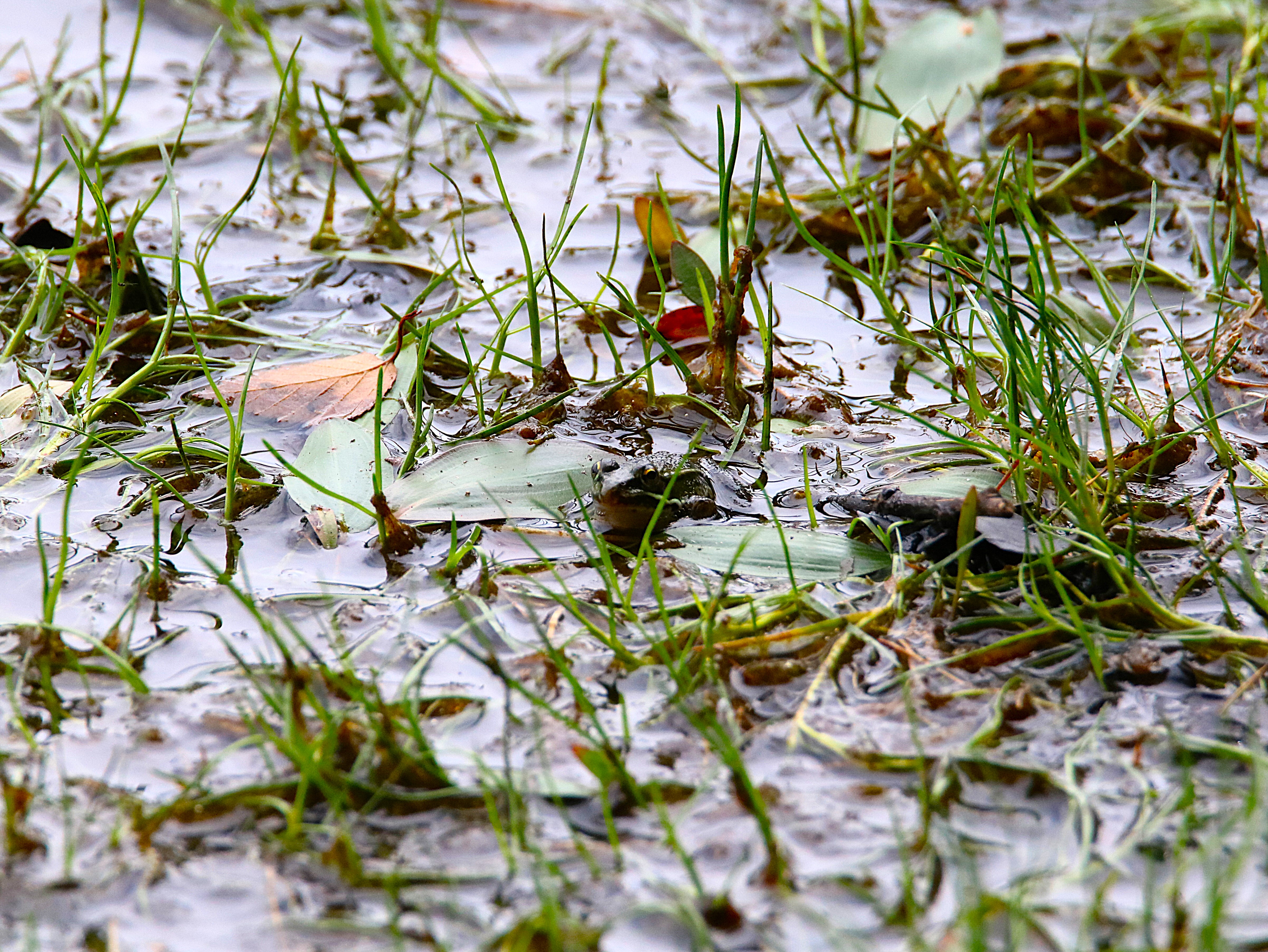 Grenouille verte Landes de la poterie Vendredi 31 Juillet 2026.JPG