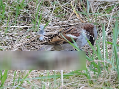 moineau cannibale 002_opt(4).jpg