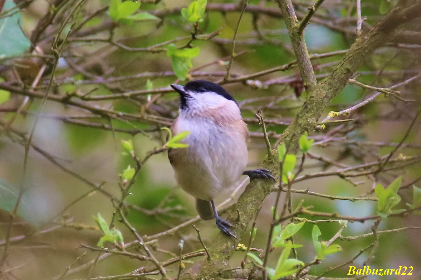 Mésange nonnette.jpg
