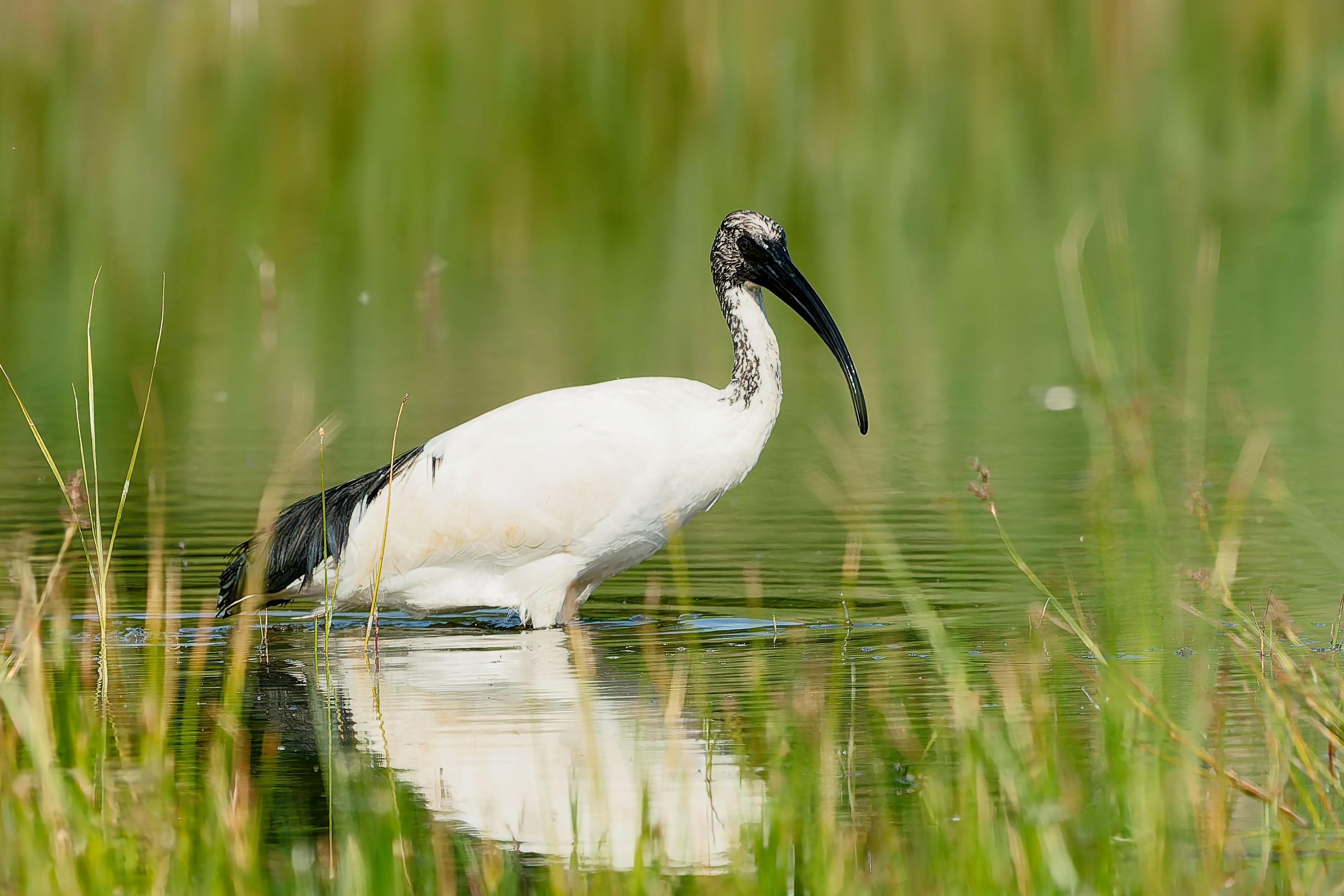 L'ibis sacré.5.jpg