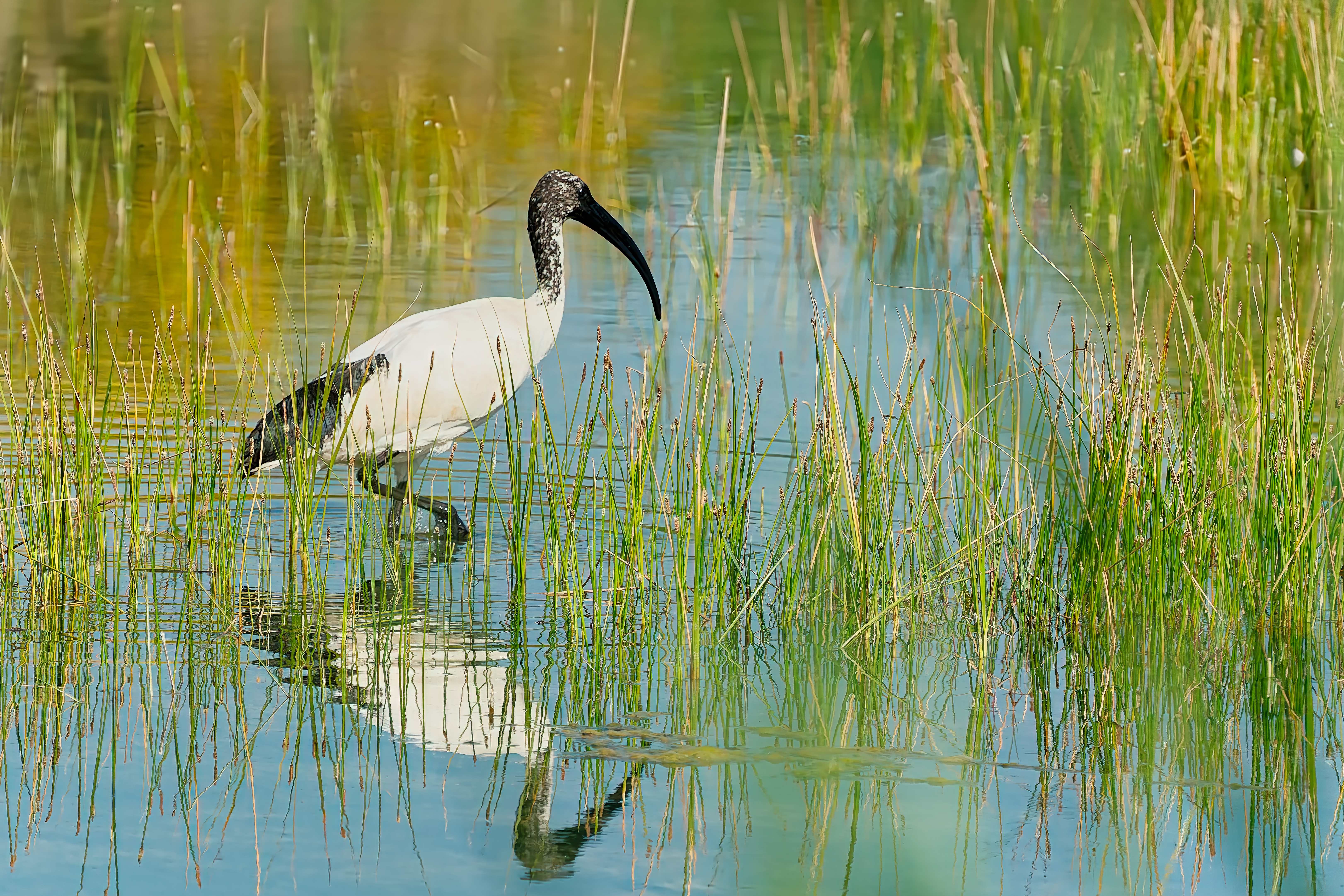 L'ibis sacré.1.jpg