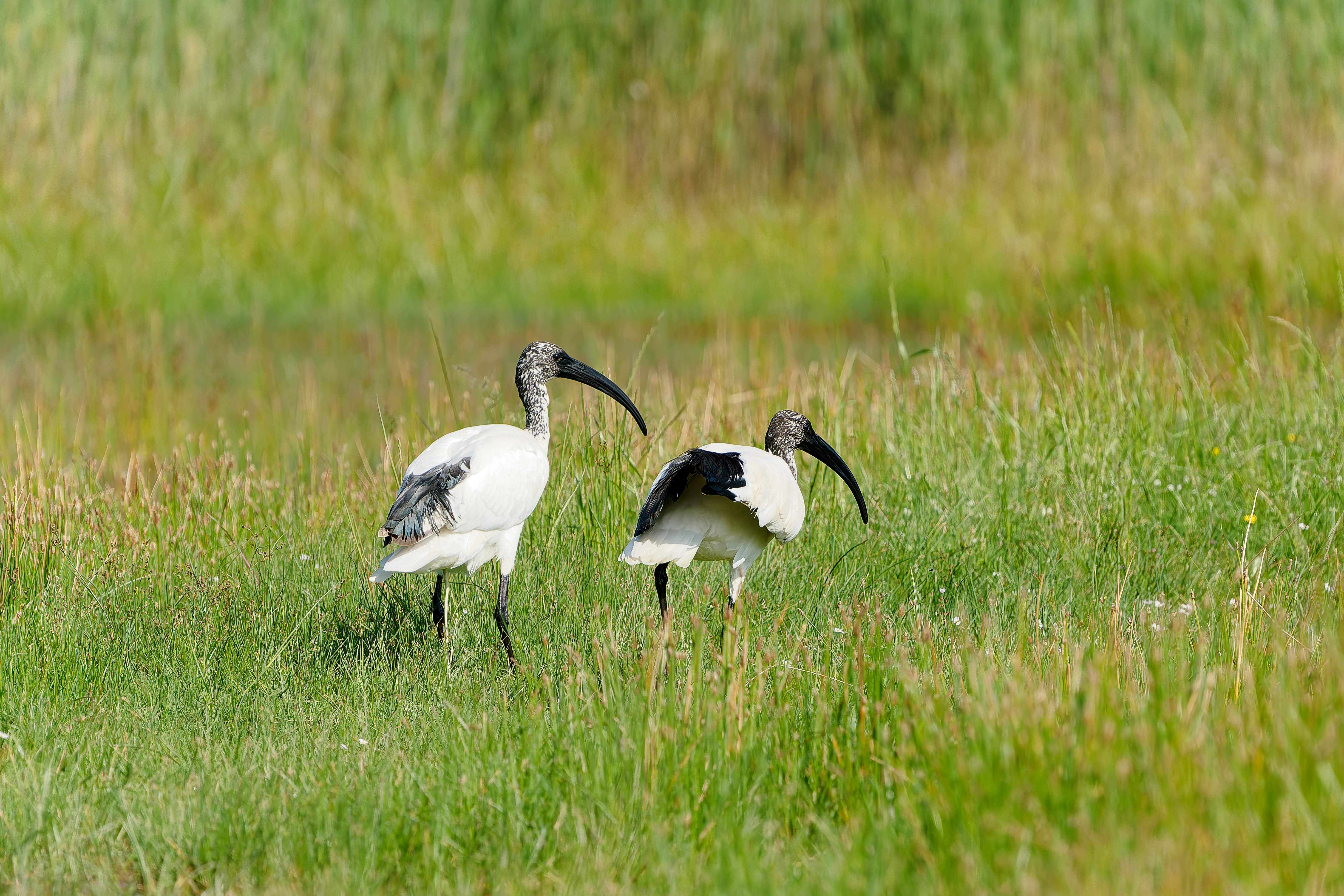 L'ibis sacré.3.jpg