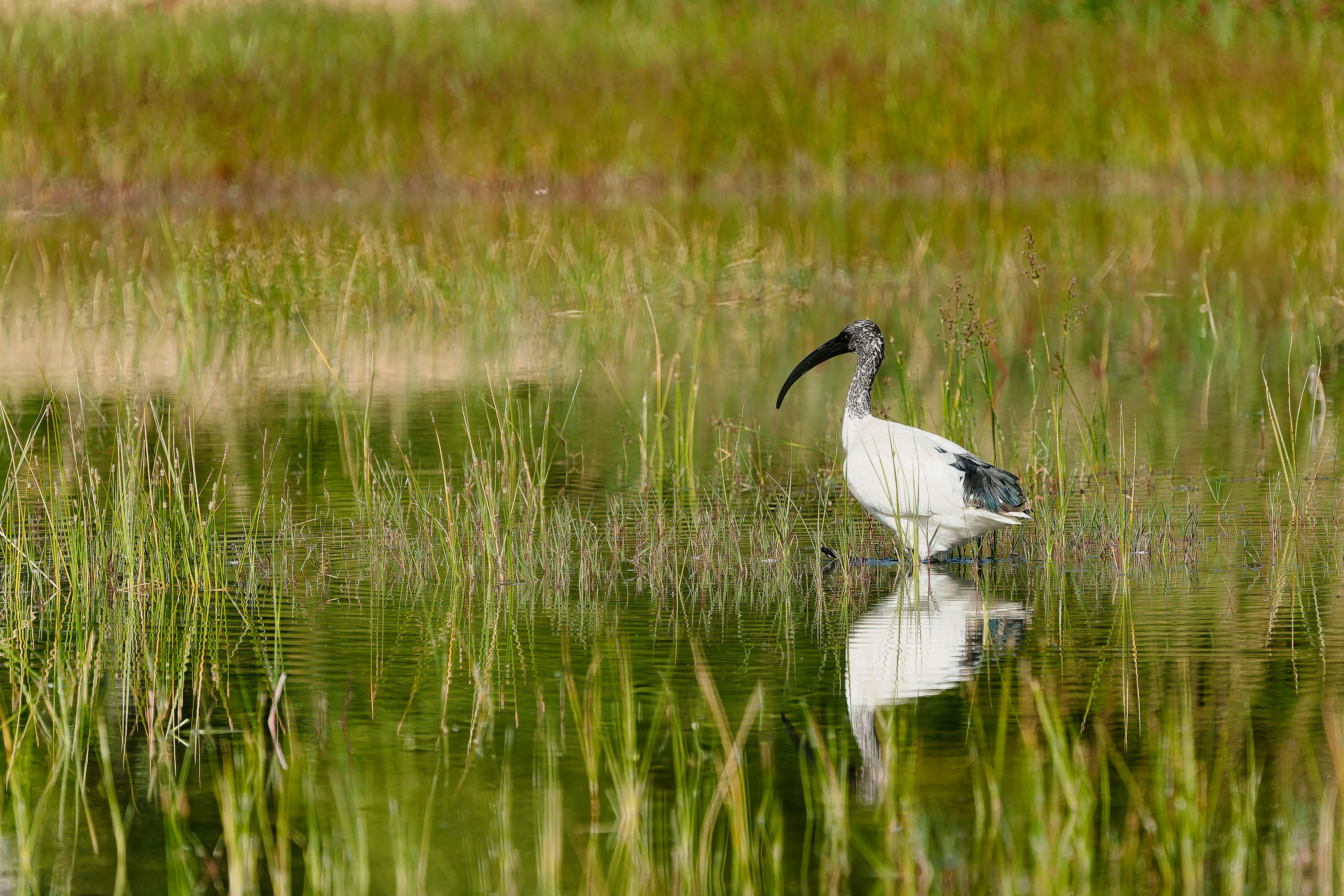 L'ibis sacré.7.jpg