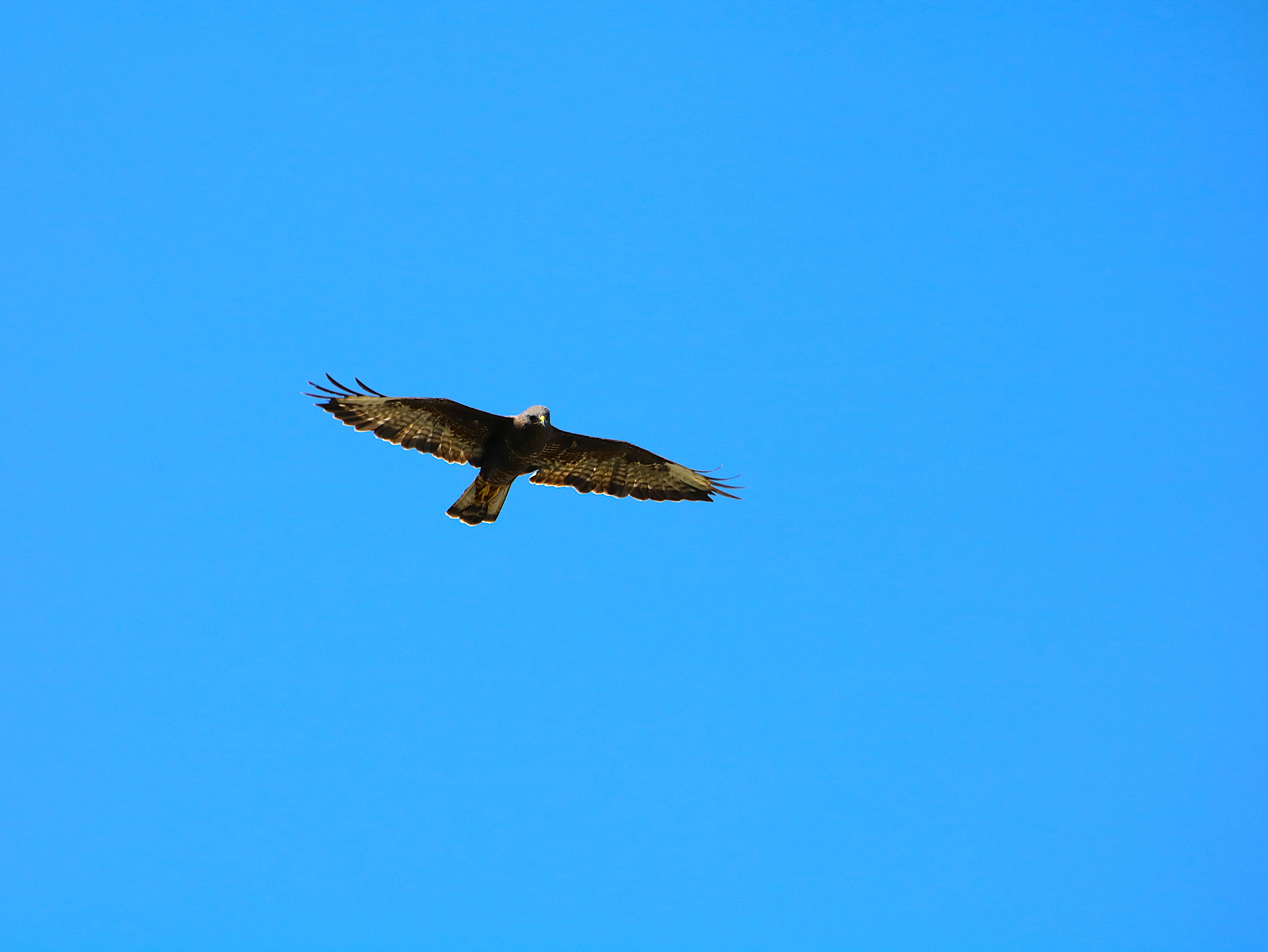Buse variable Carrier Samedi 5 Septembre 2026.JPG