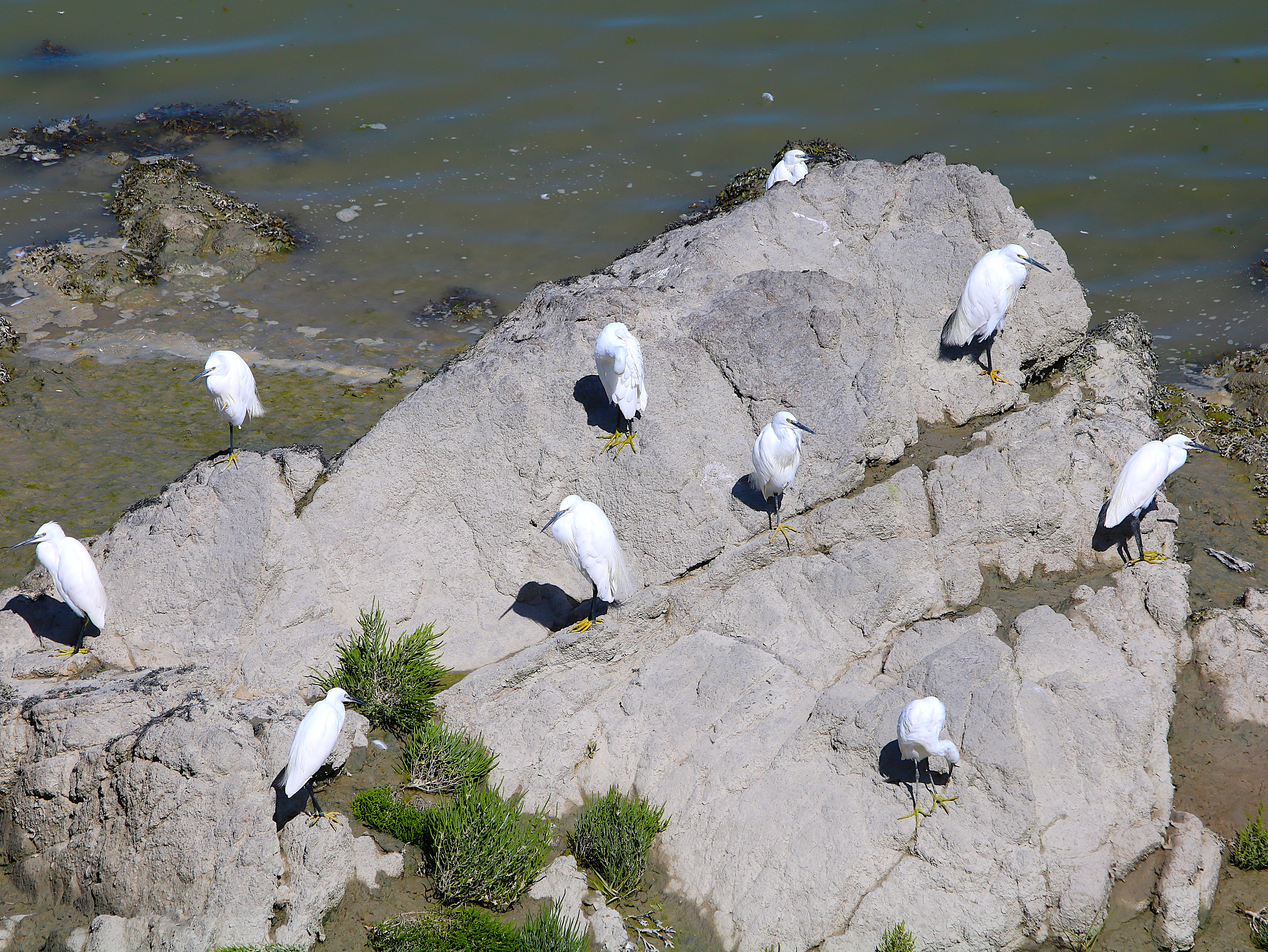 Aigrette garzette Carrier Samedi 5 Septembre 2026.JPG