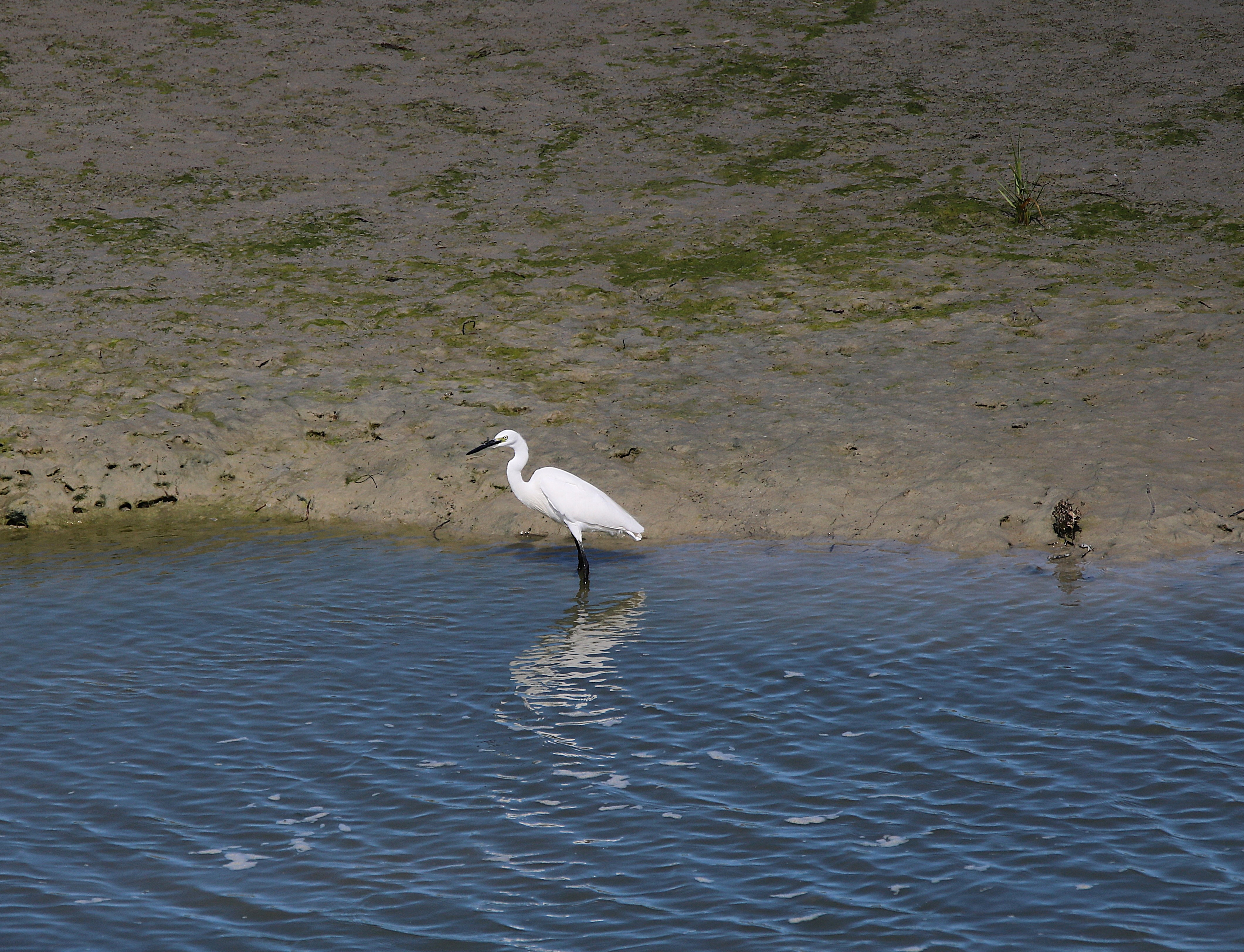 Aigrette garzette Carrier Samedi 5 Septembre 2026 (2).JPG