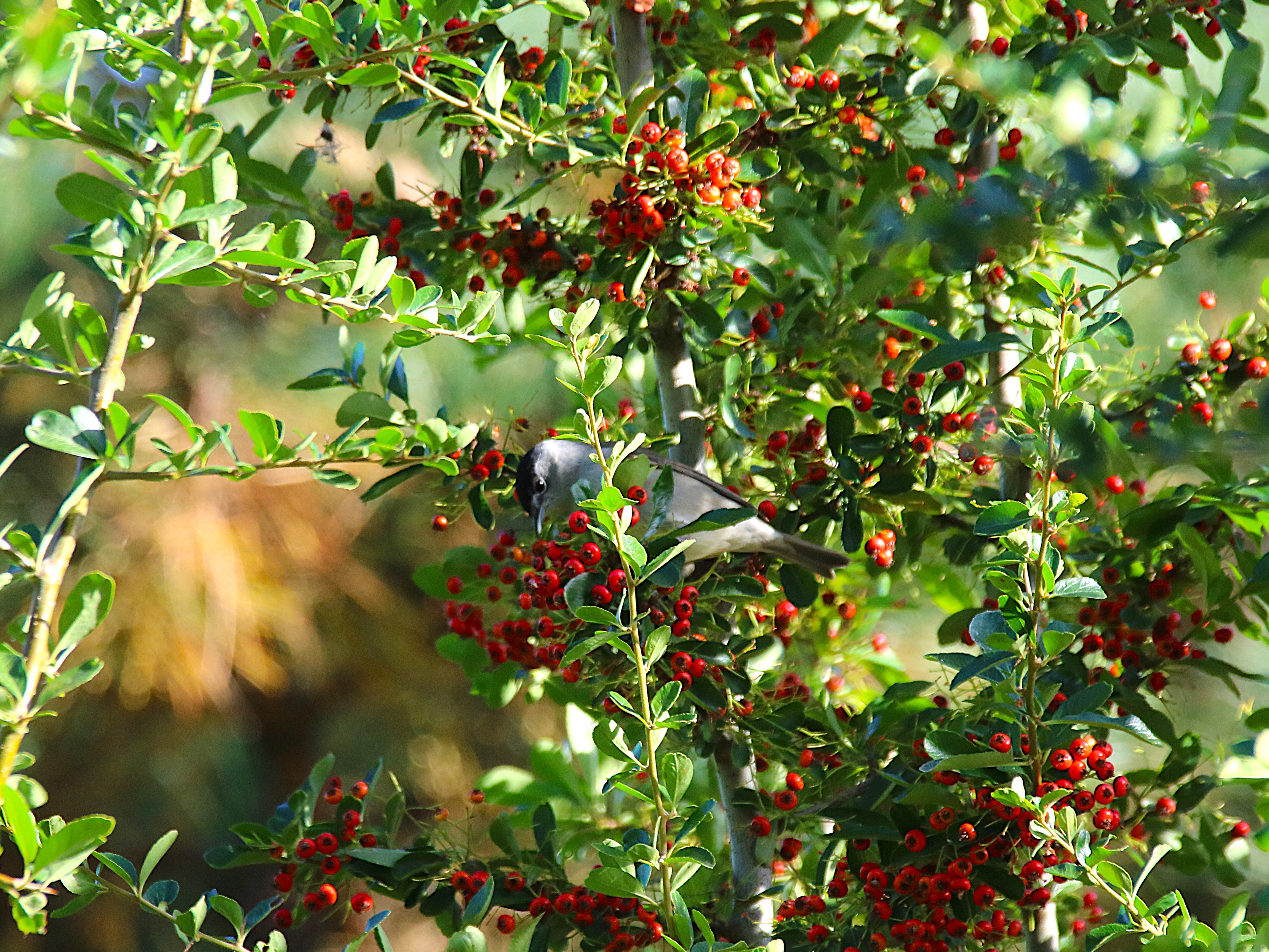 Fauvette à tête noire mâle Pyracantha Vendredi 2 Octobre 2026.JPG