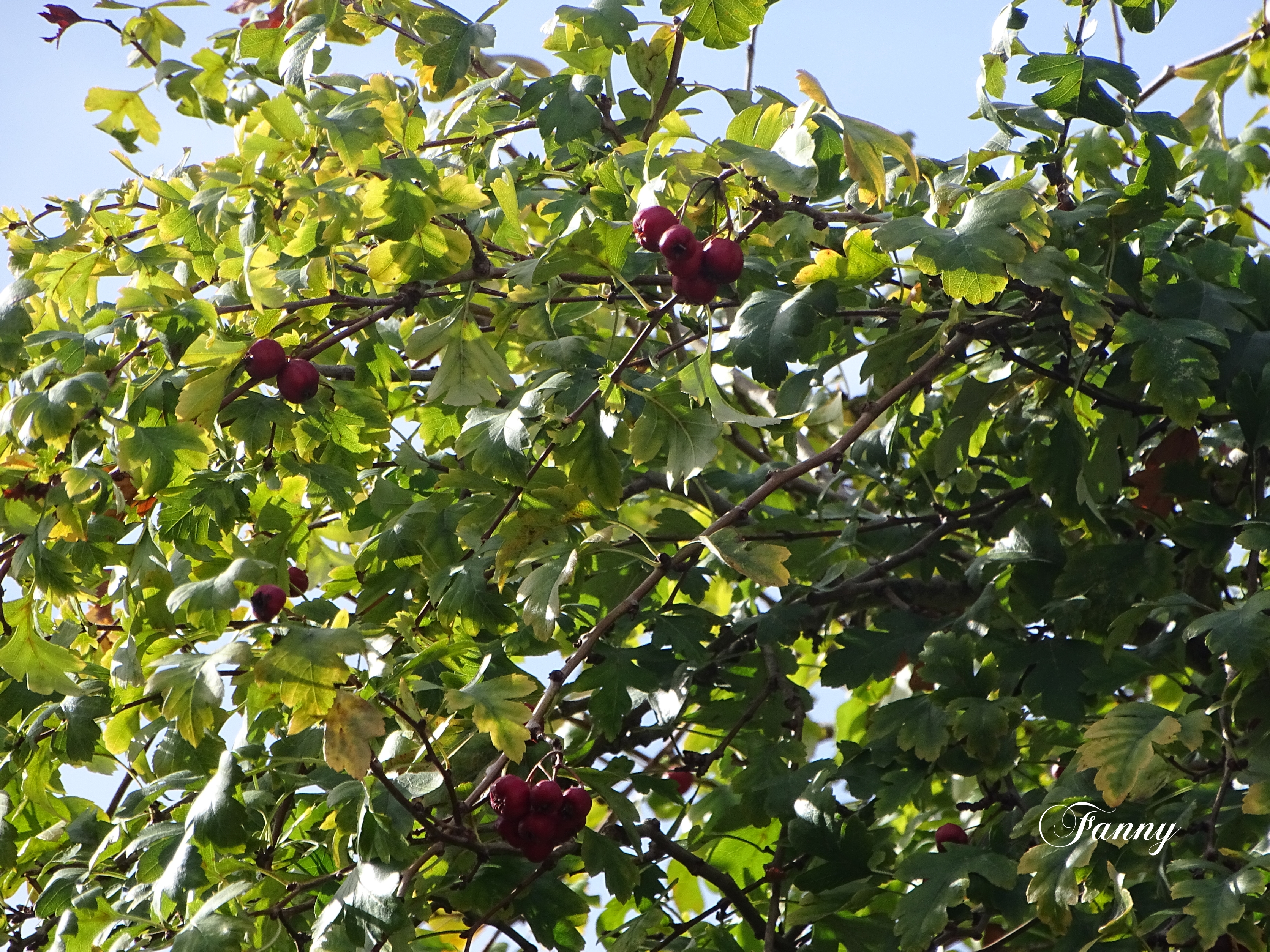 Signé AubepineDSC03933.jpg