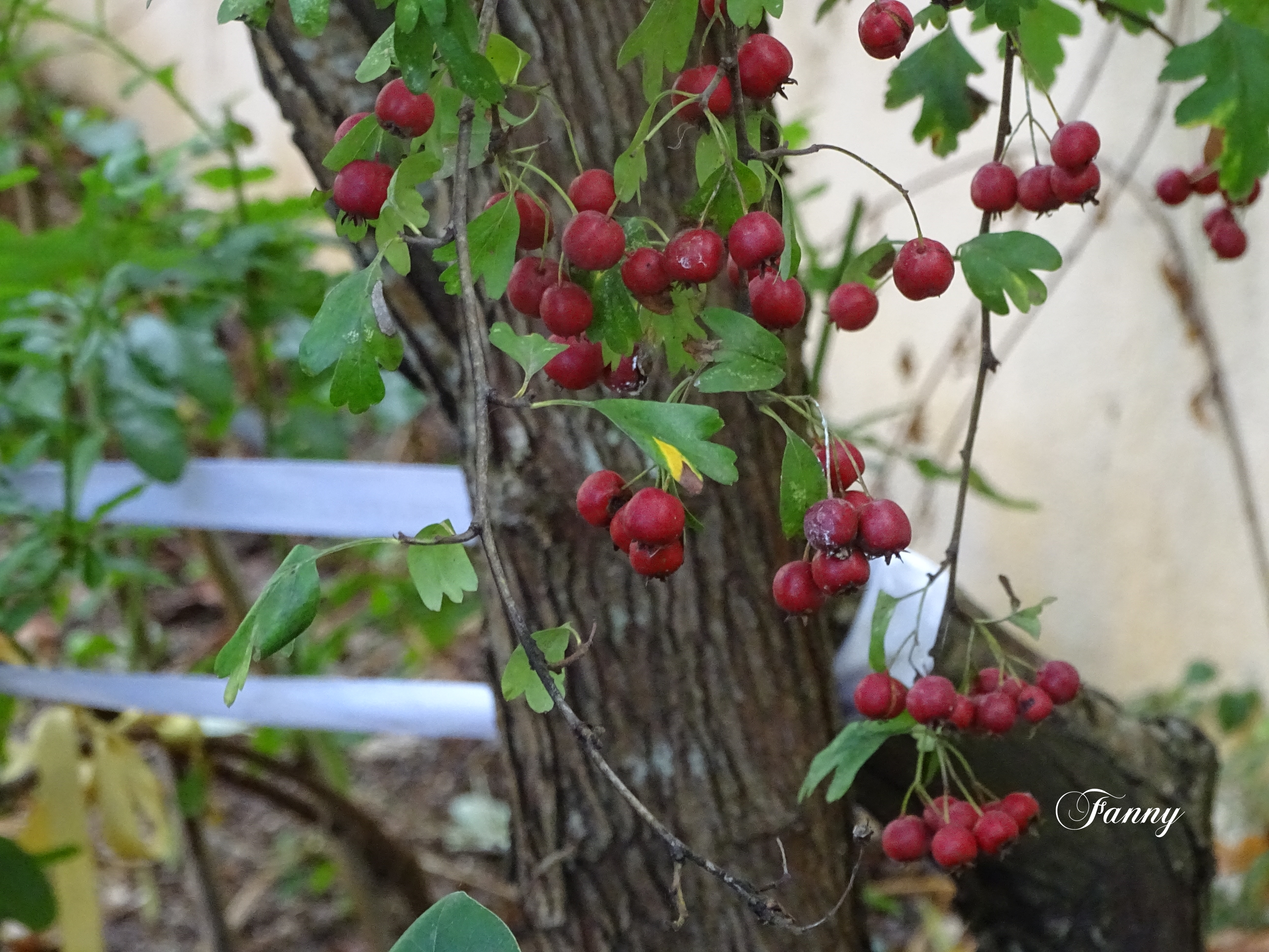 Aubépine signé FannyDSC03963.jpg