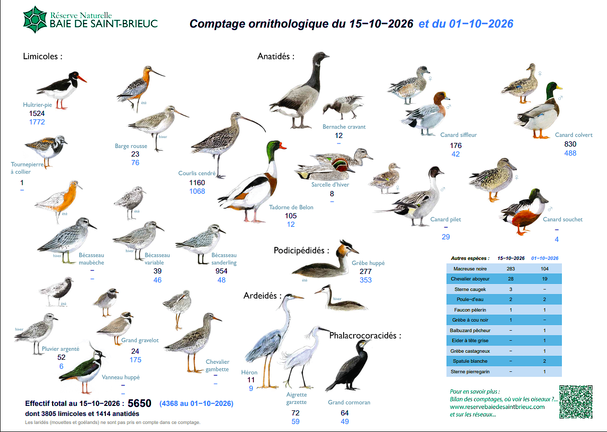 Comptage ornithologique de la baie Octobre 2026.png