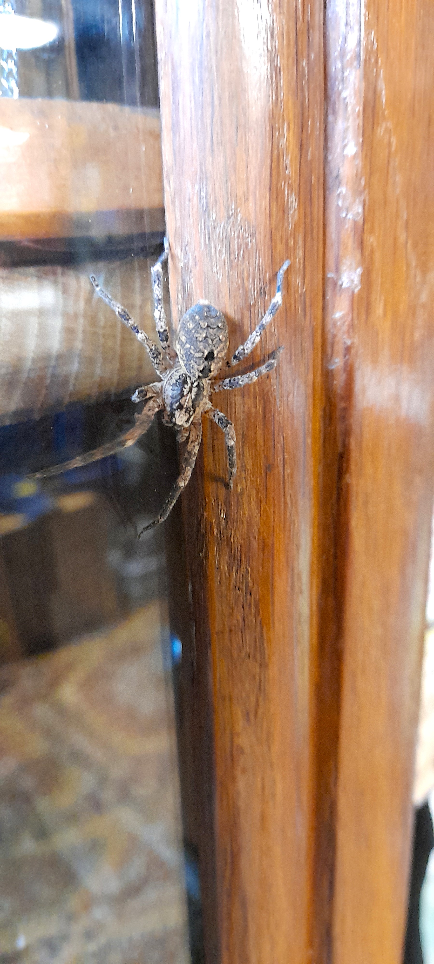 Zoropsis spinimana femelle Lundi 26 Octobre 2026  (3).jpg