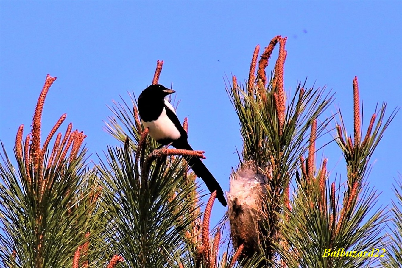 Pie bavarde Quintenic 20 Avril 2018.jpg