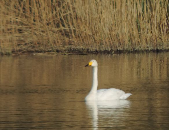 cygne chanteur.jpg