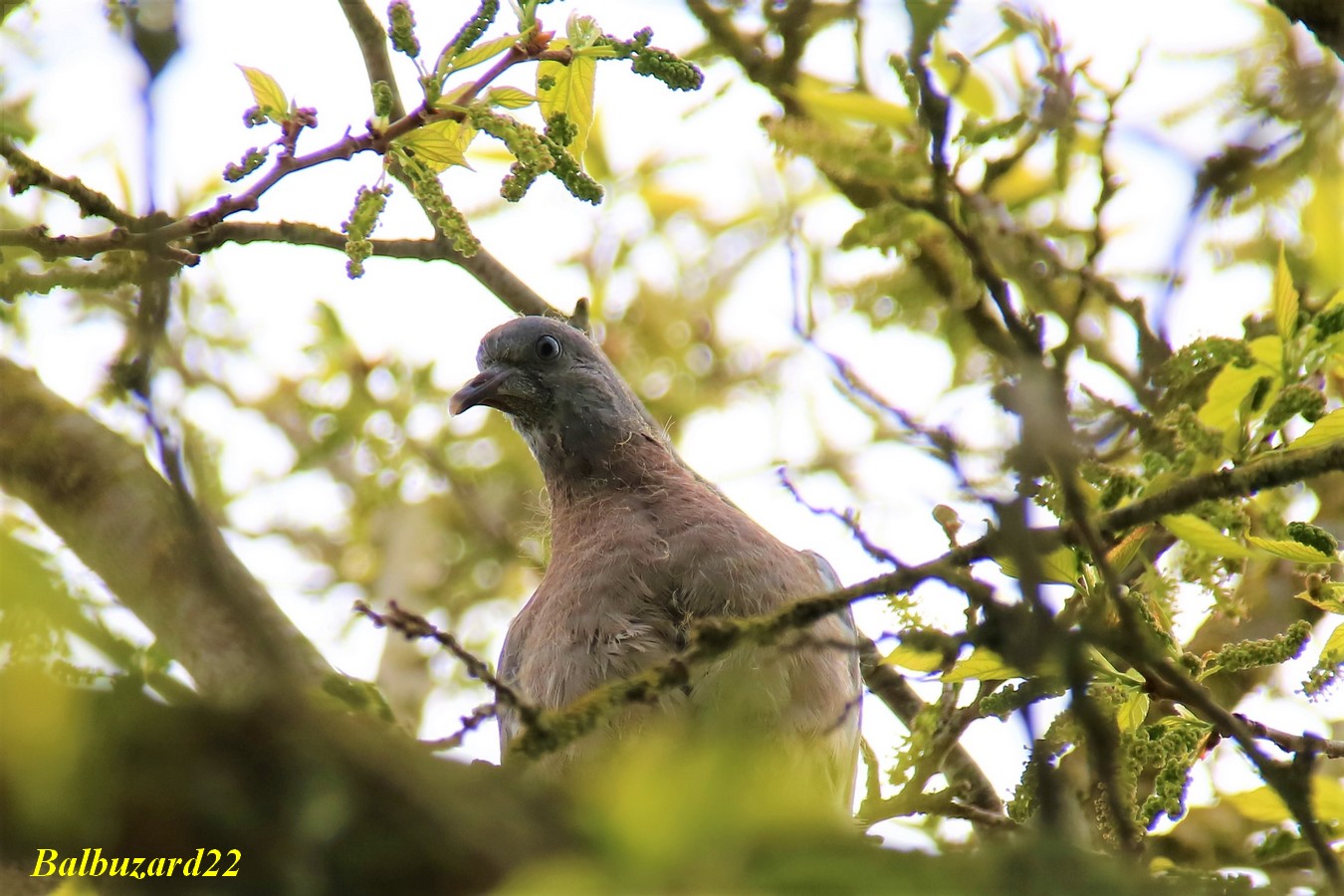 Jeune pigeon Ramier fin Avril 2018 (2).jpg