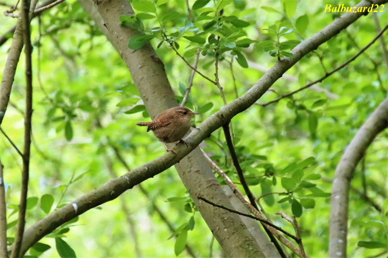 Troglodyte mignon Kersolec 09 Mai 2018 (2).jpg