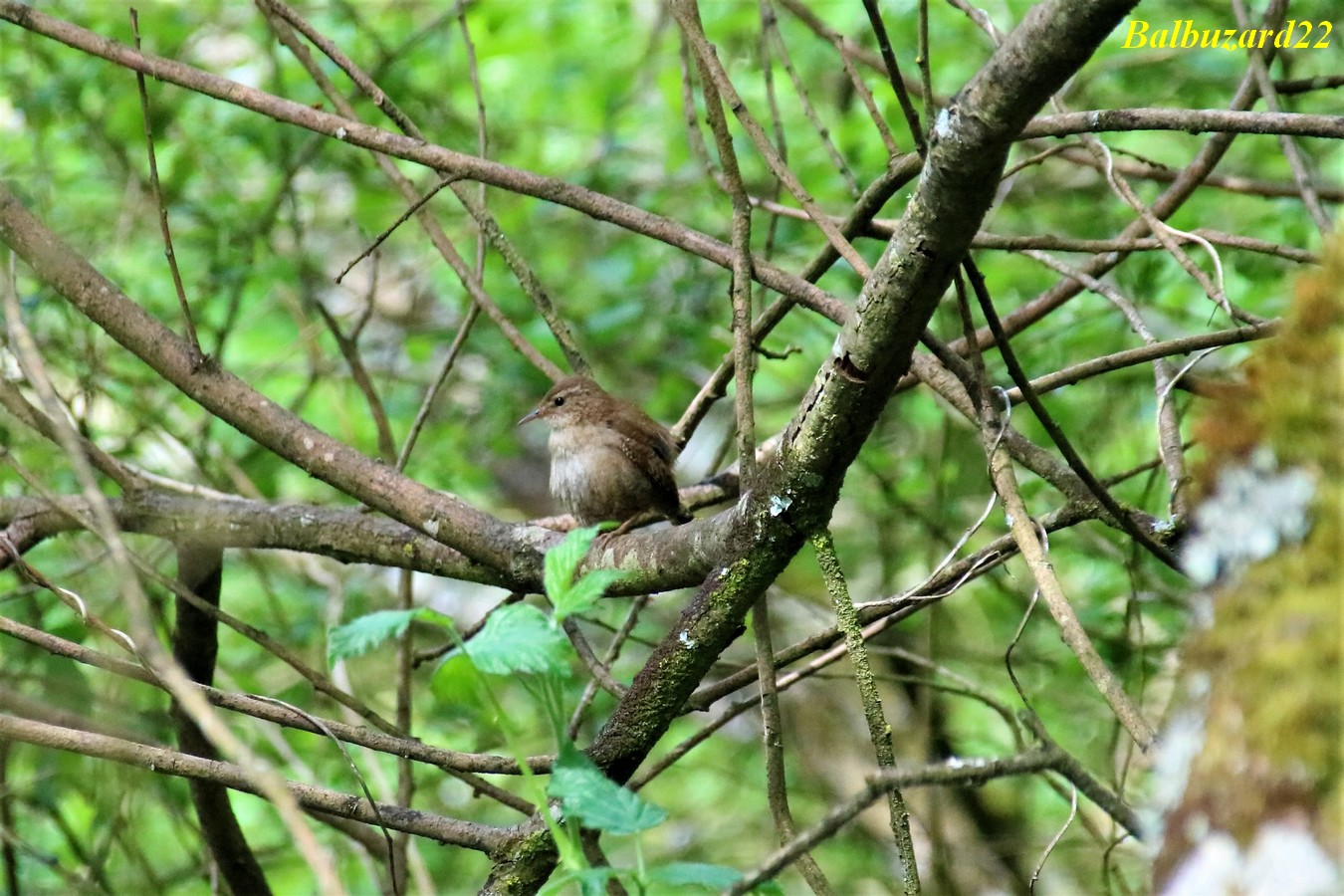 Troglodyte mignon Kersolec 09 Mai 2018 (3).jpg