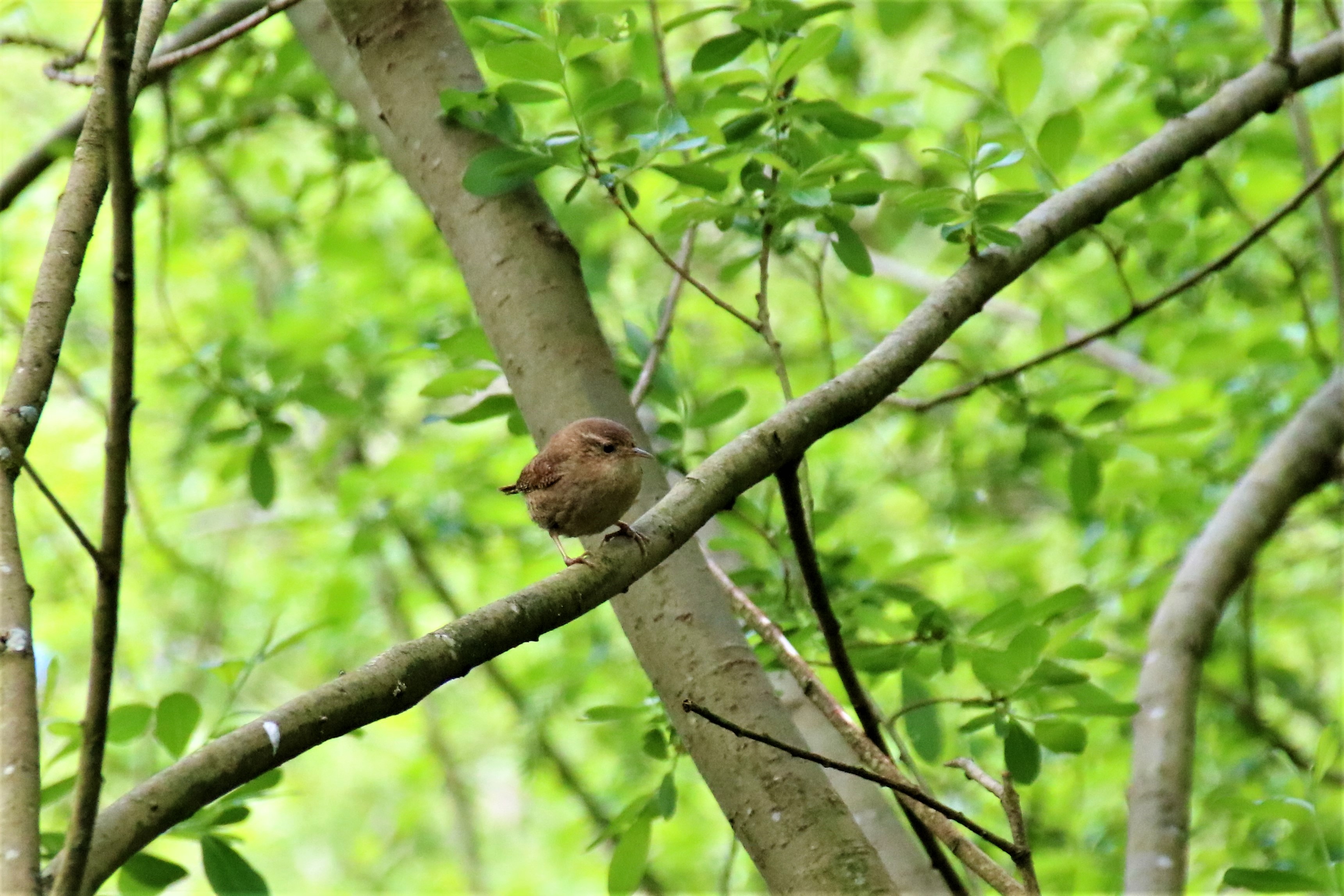 Troglodyte mignon Kersolec 09 Mai 2018.jpg