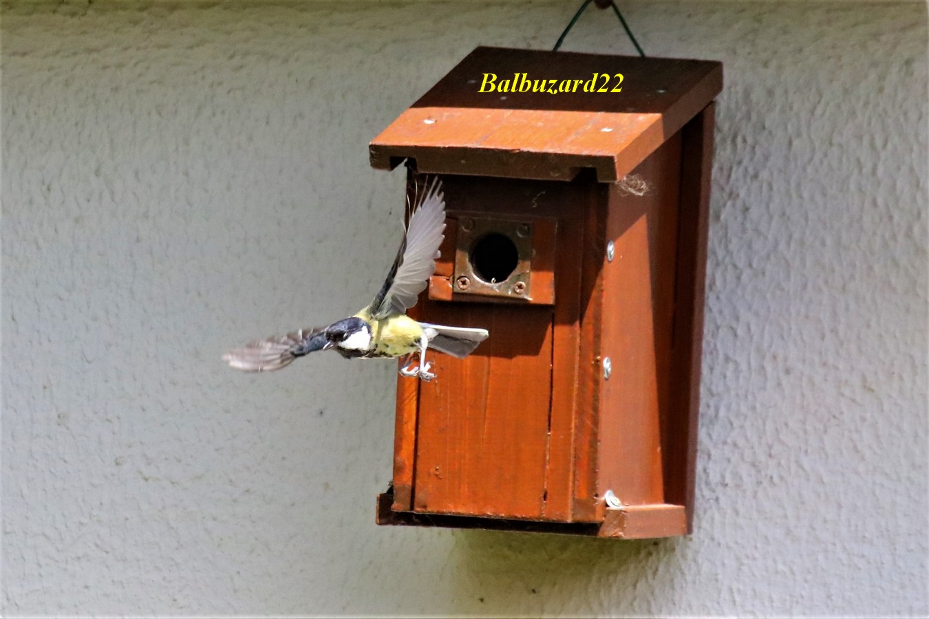 Nidification Mésanges charbonnières Avril-Mai 2018 (3).jpg