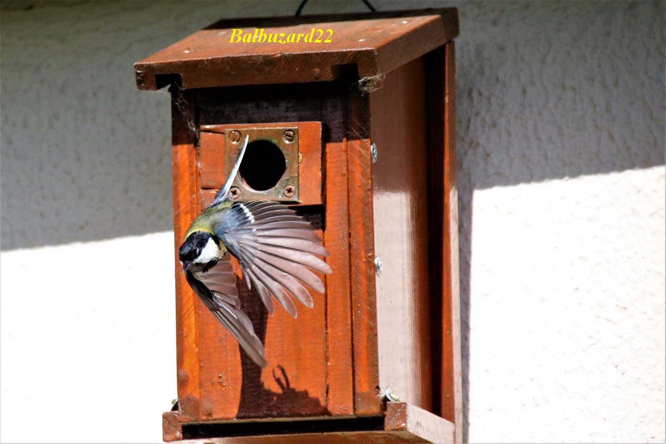 Nidification Mésanges charbonnières Avril-Mai 2018 (4).jpg