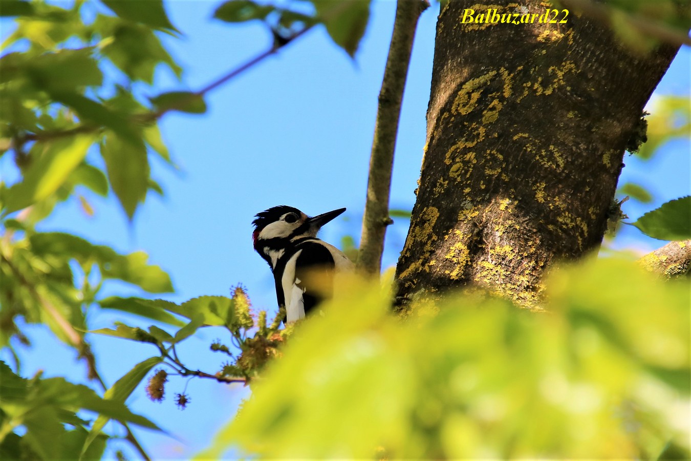 Pic-epeiche 10 Mai 2018.jpg