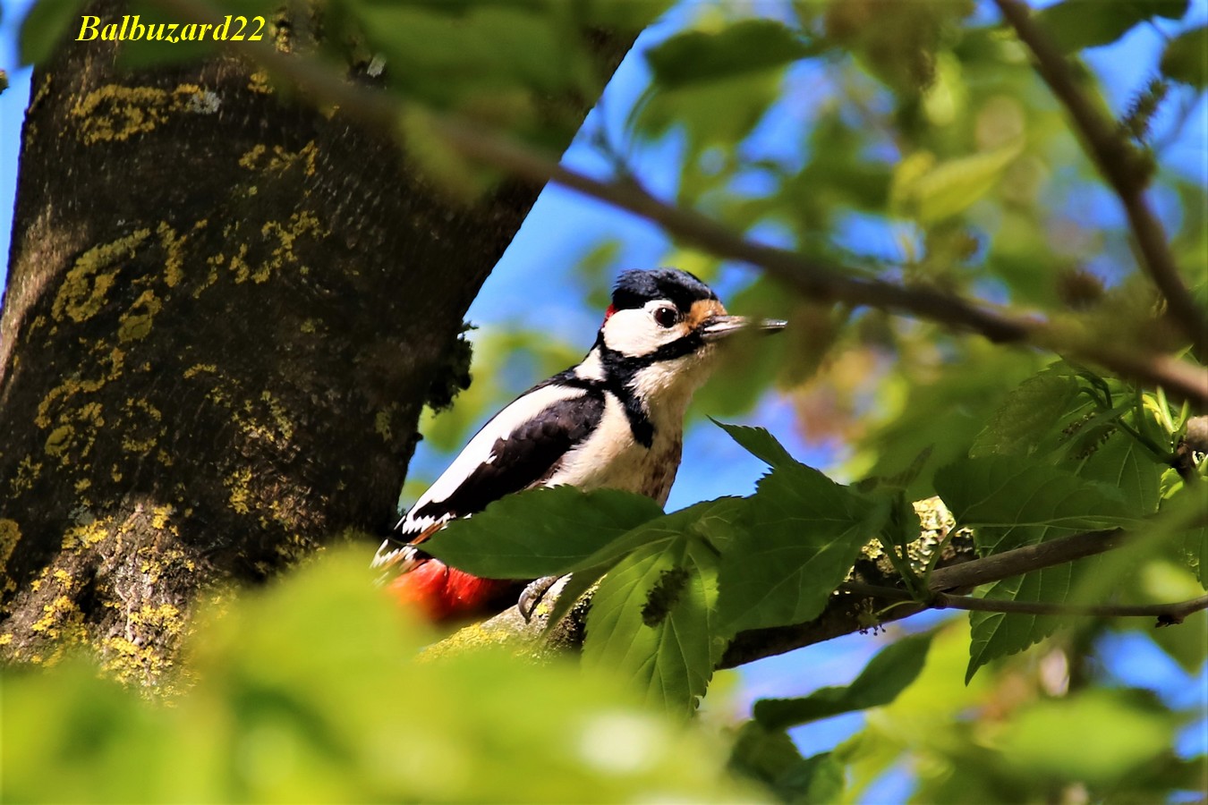 Pic-epeiche mâle nuque rouge 10 Mai 2018 (2).jpg