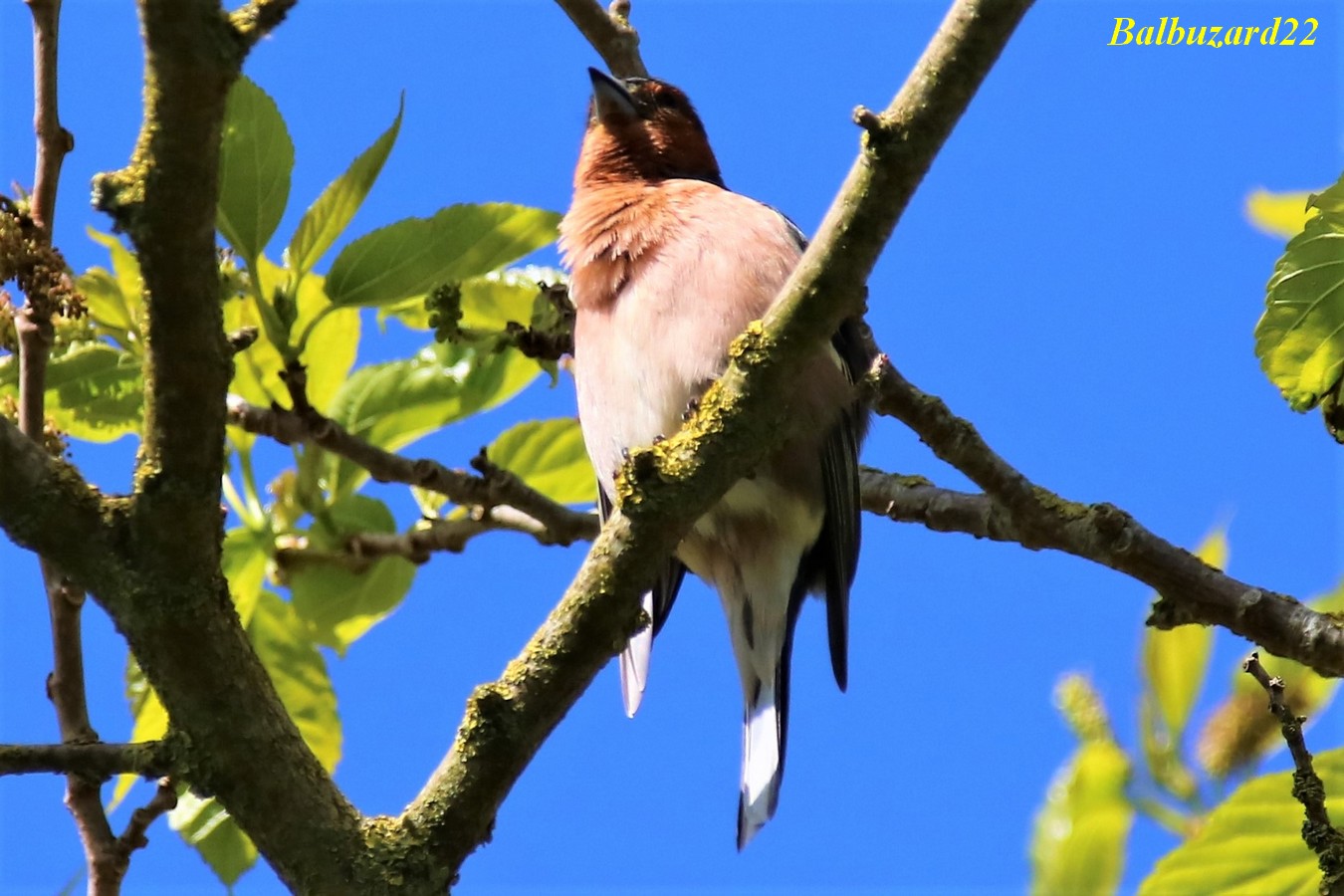 Pinson des arbres se toilettant 10 Mai 2018 (4).jpg