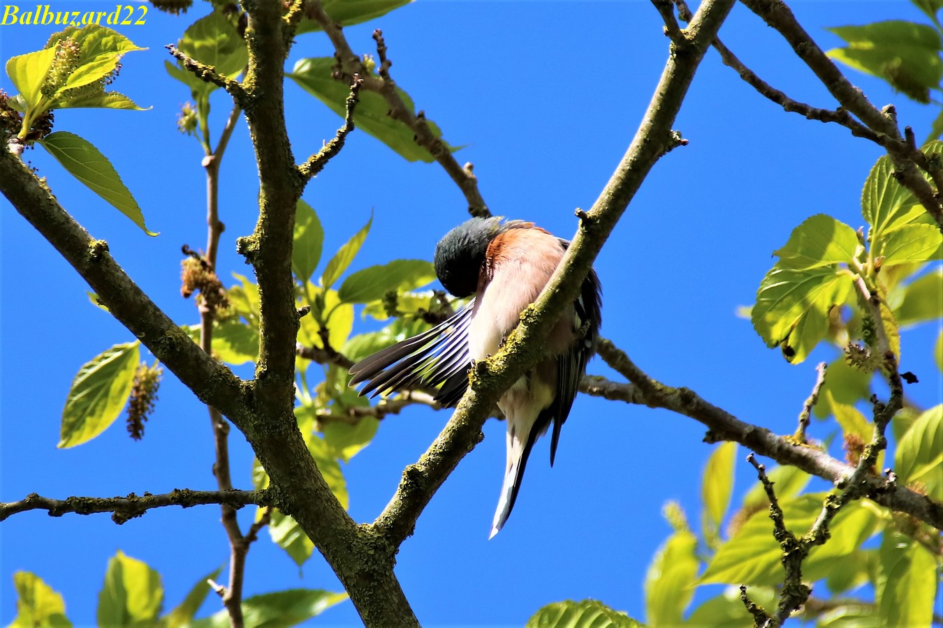 Pinson des arbres se toilettant 10 Mai 2018 (5).jpg