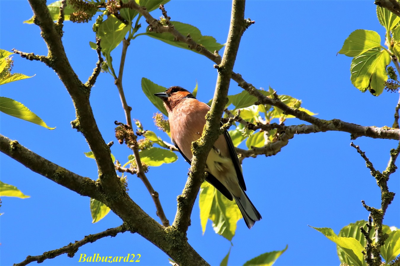 Pinson des arbres se toilettant 10 Mai 2018.jpg