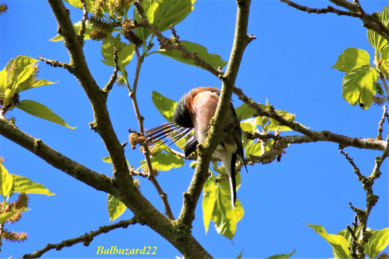 Pinson des arbres se toilettant 10 Mai 2018 (2).jpg