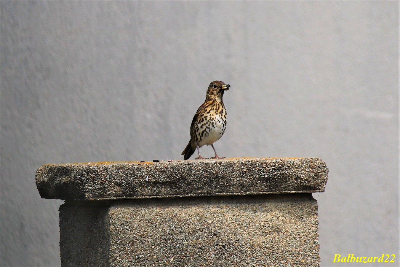 Nidification Grive Musicienne Adulte apportant nourriture aux petits.jpg