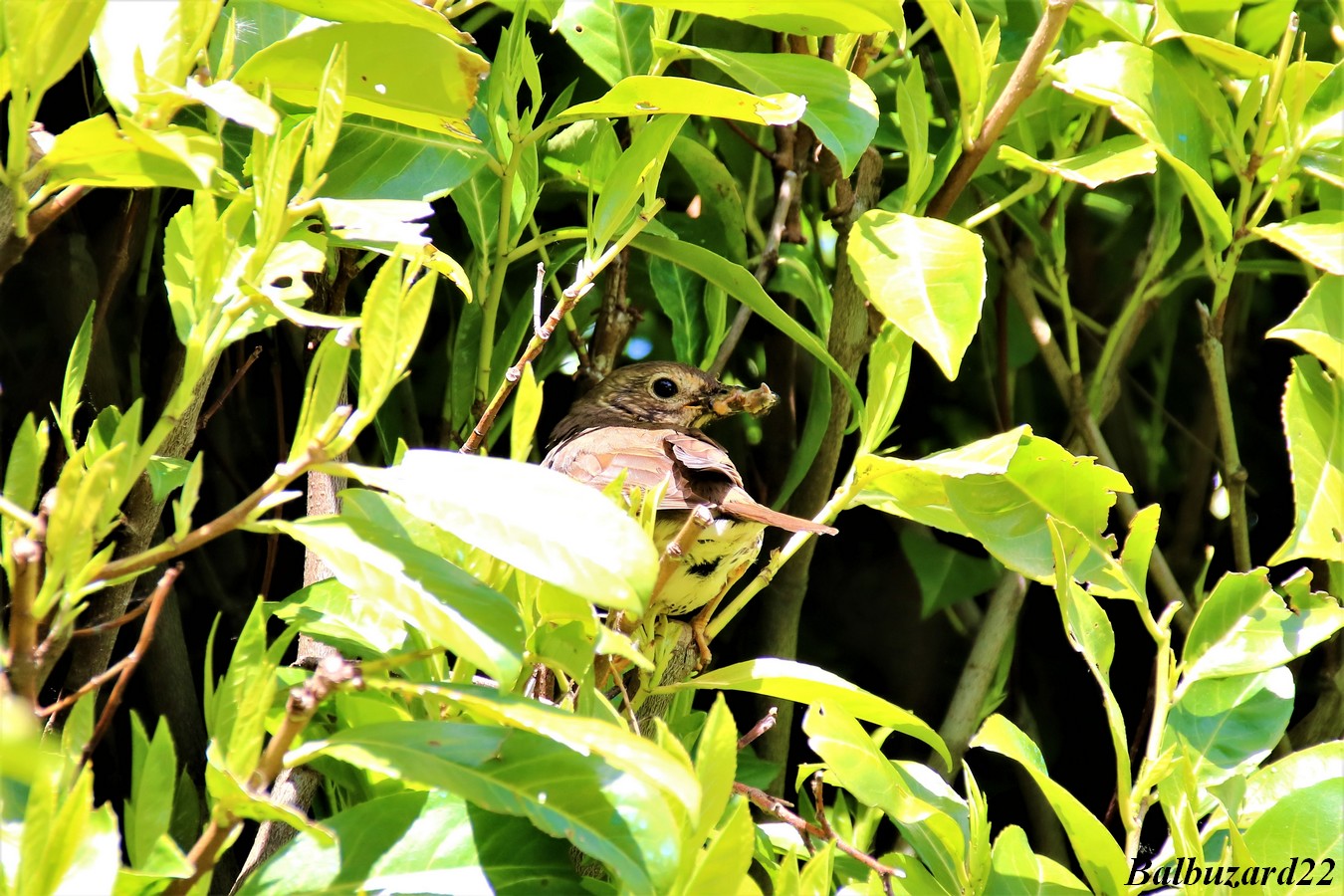 Nidification Grive Musicienne Avril-Mai 2018.jpg