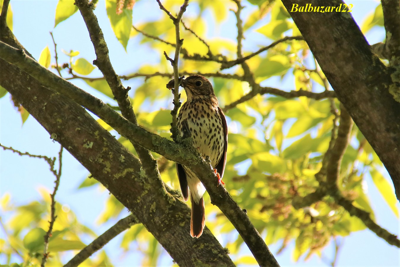 Grive musicienne femelle nidification Avril-Mai 2018.jpg