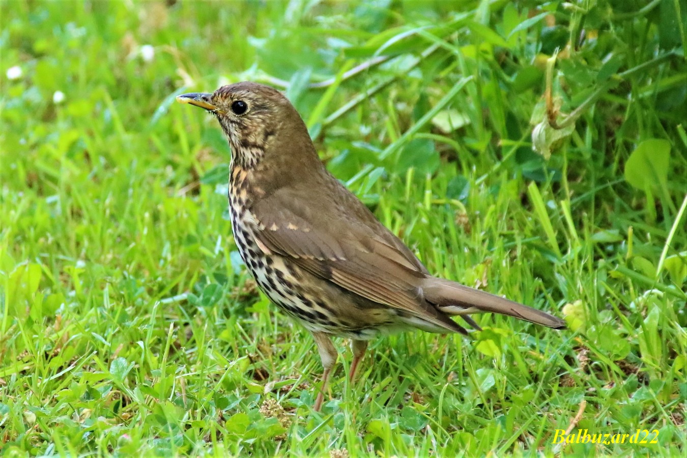 Femelle Grive 20 Mai 2018 jardin.jpg