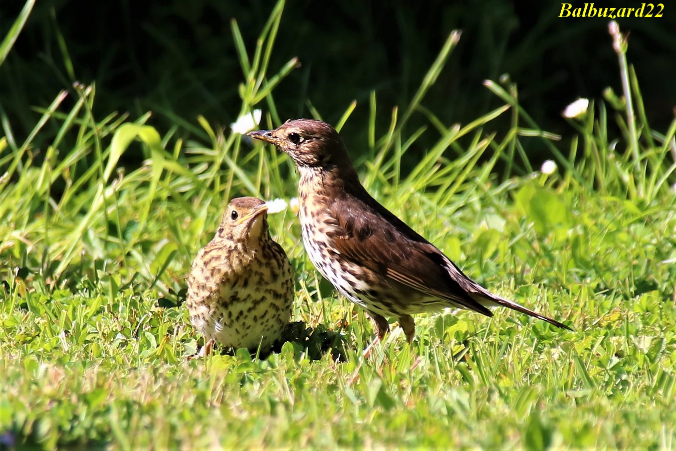 Femelle Grive et un de ses petits 20 Mai 2018 jardin.jpg