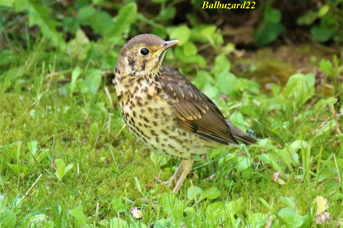 Jeune Grive 20 Mai 2018 jardin.jpg