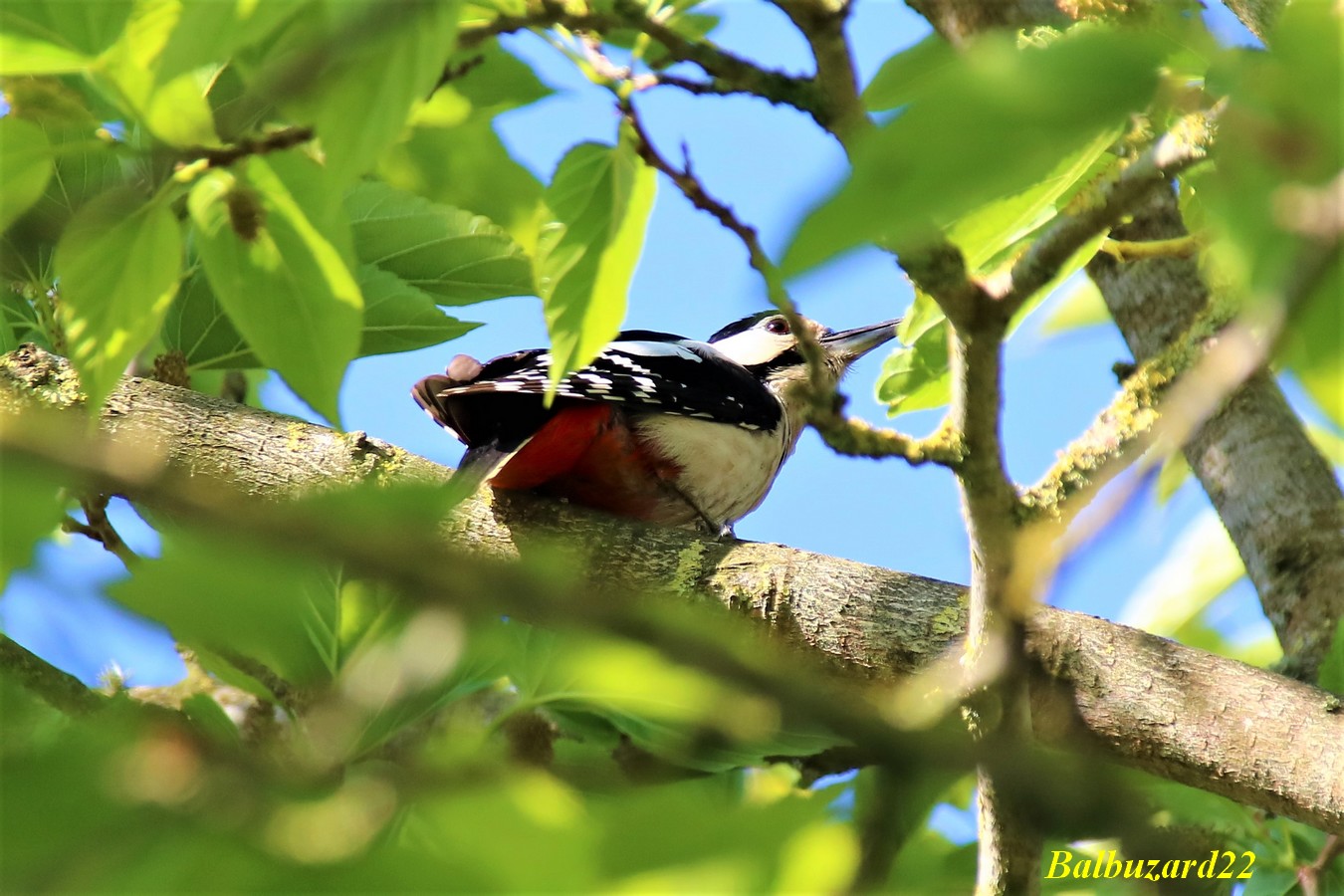 Pic-epeiche 20 Mai 2018 jardin.jpg