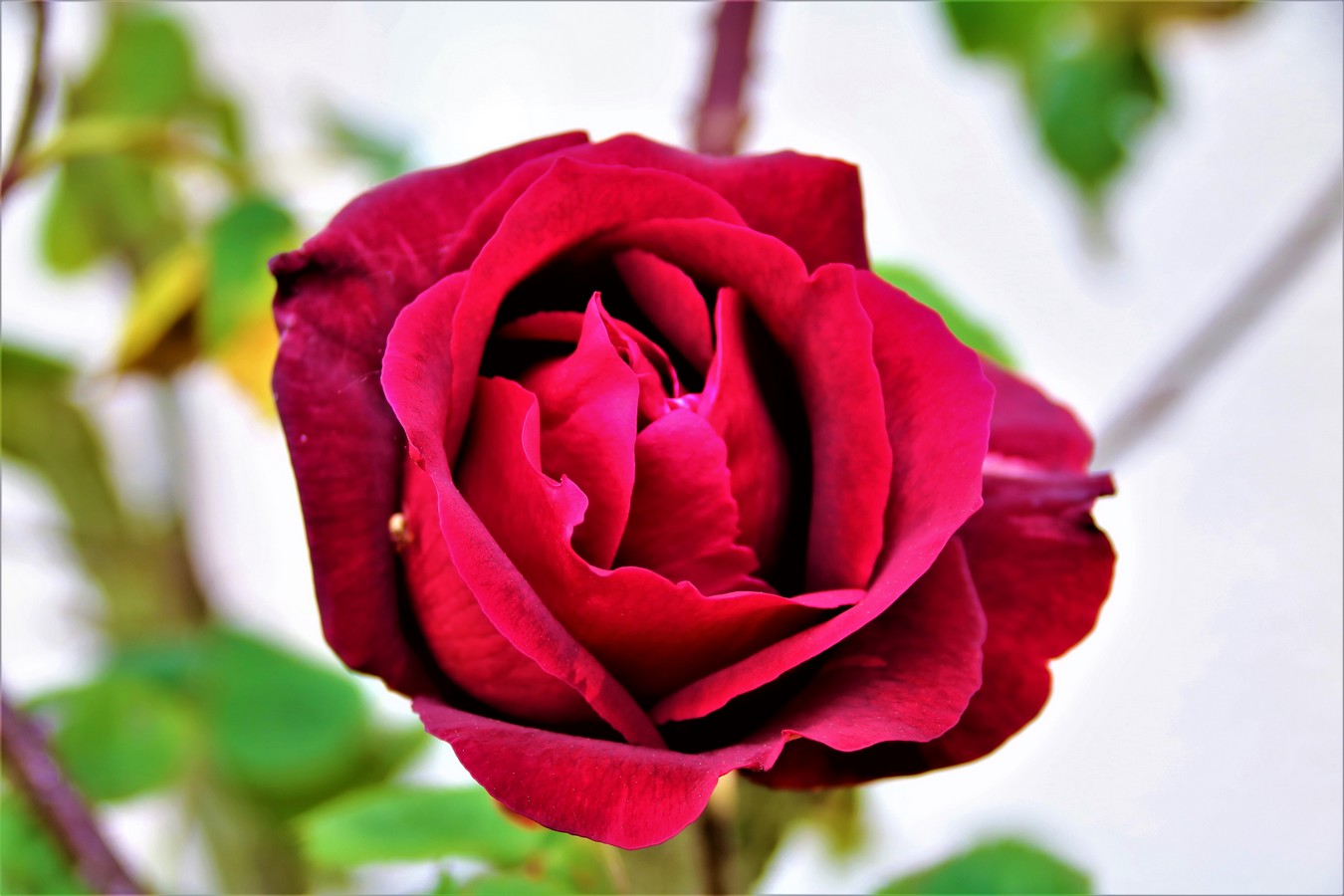 Première rose Mai 2018.jpg