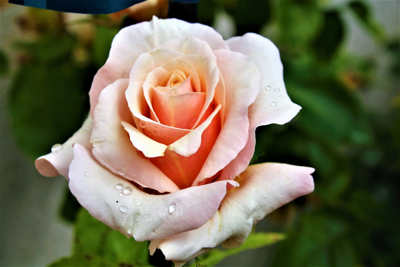 Rosier Lady hamilton.jpg