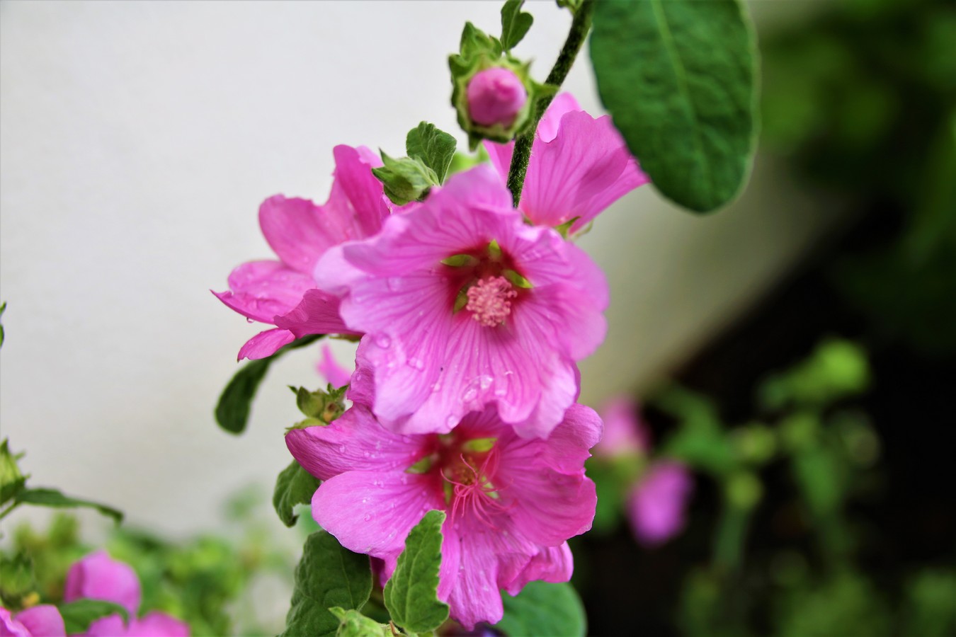 Lavatére Roséa.jpg