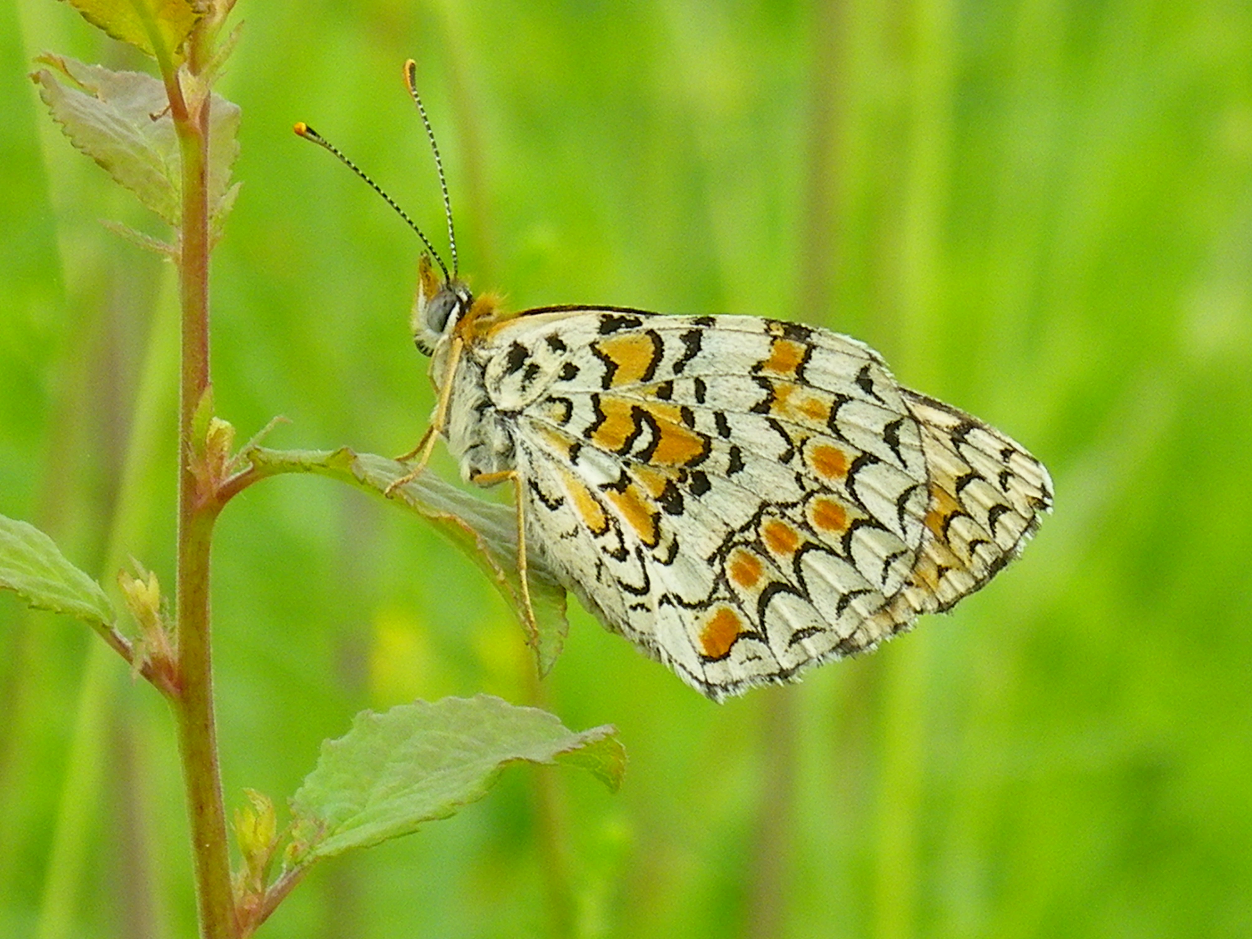 melitée de la centaurée-min.JPG