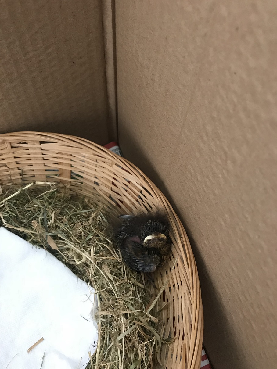 le 12 juillet 2018 J6.JPG