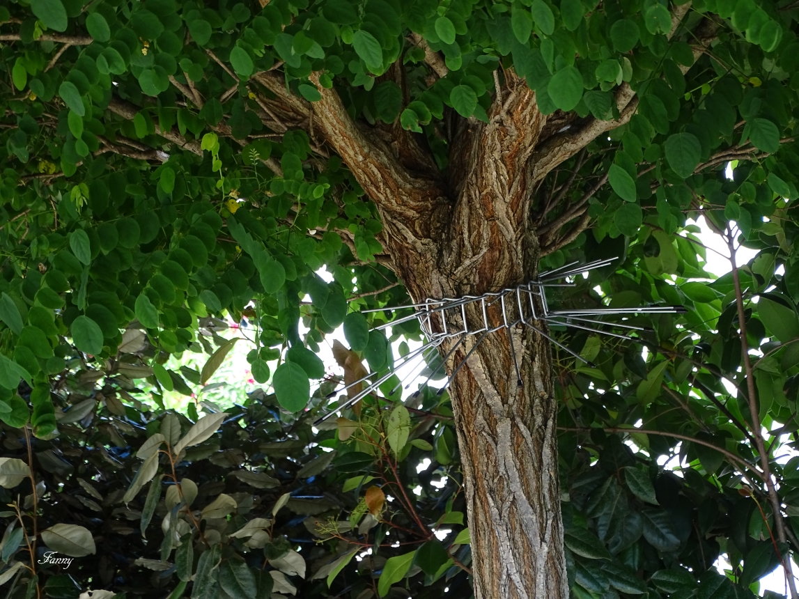 Acaccia signéDSC04985.jpg