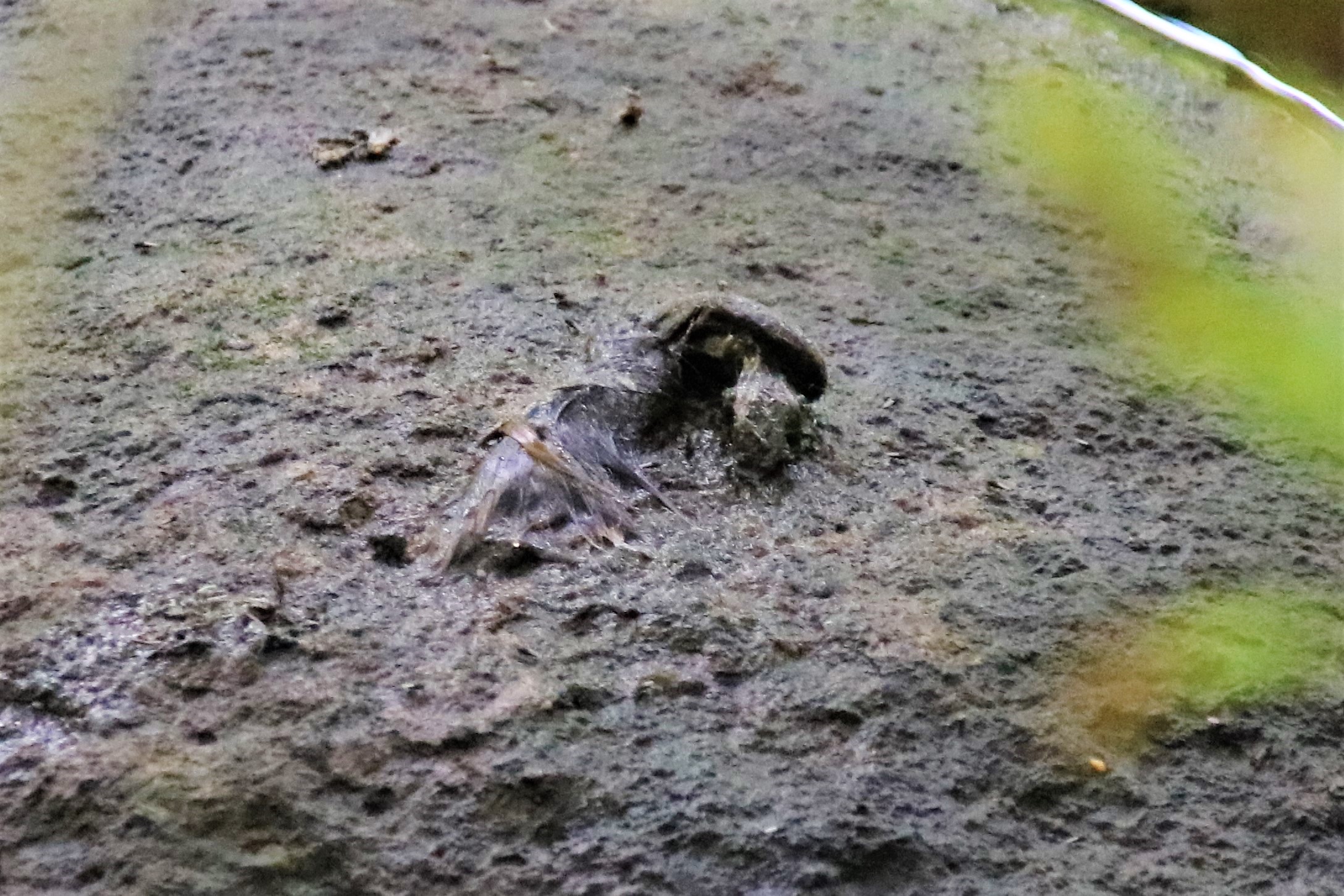 Epreinte de Loutre  Kersolec Samedi 21 Juillet 2018.jpg