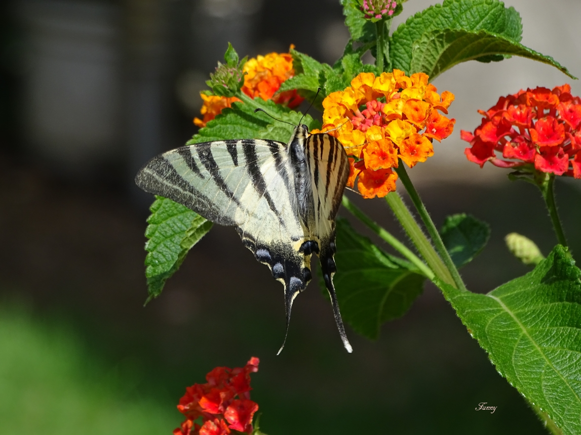 Papillon  SignéDSC05109.jpg